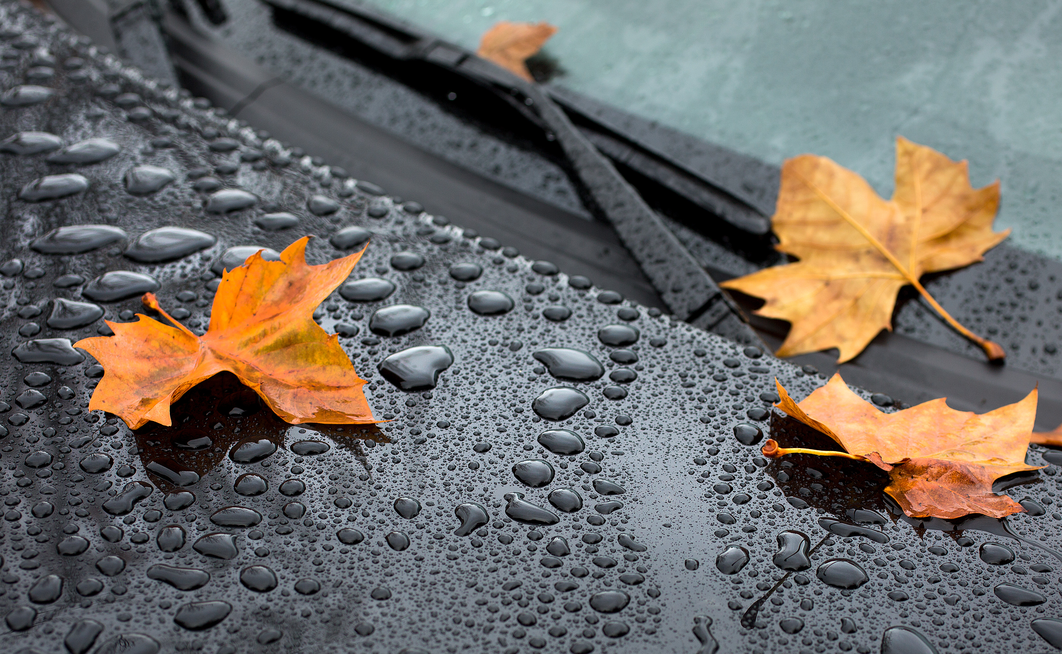 drops, autumn, rain, macro, sheet, leaf, maple, hood