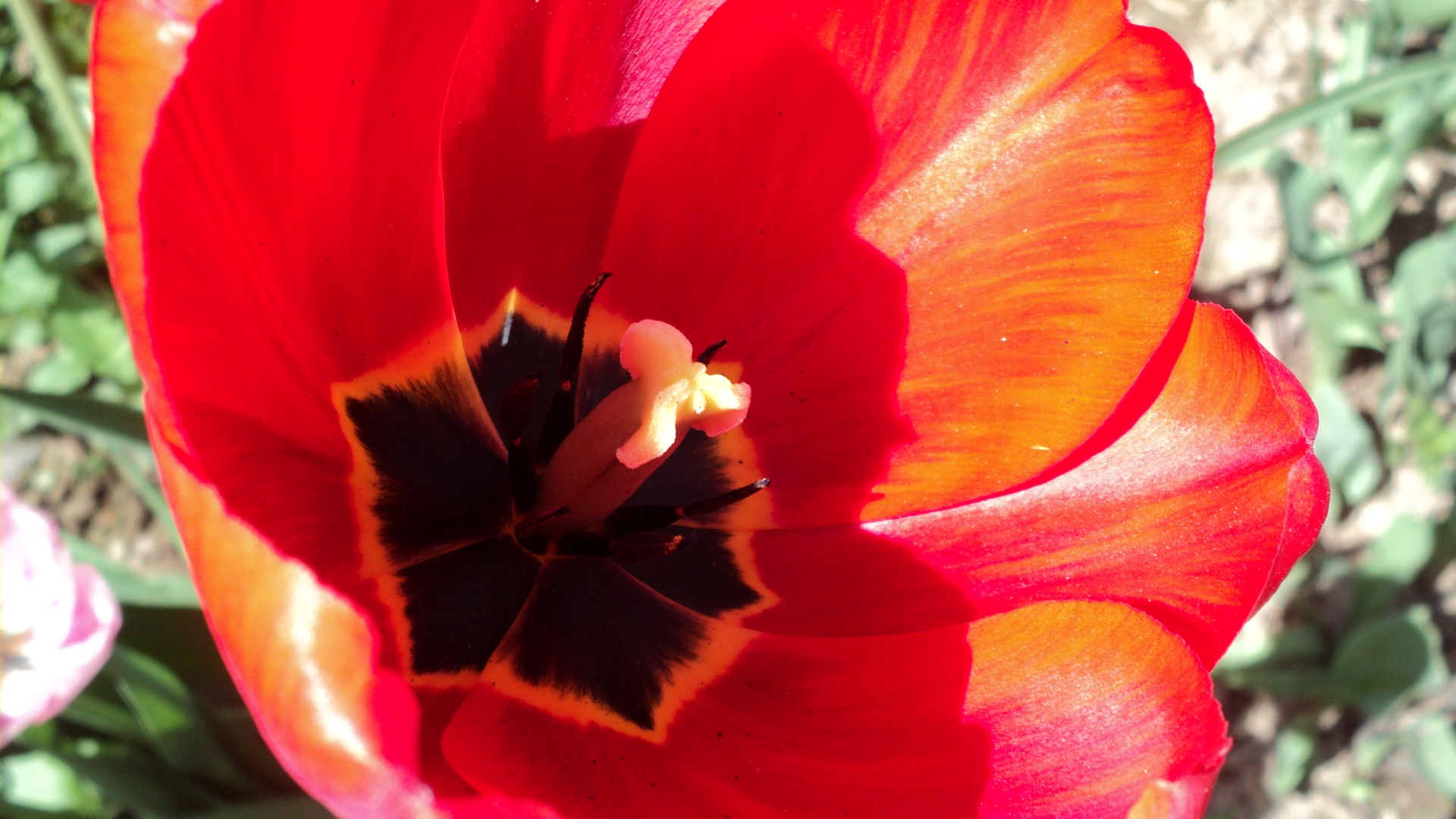 Téléchargez gratuitement l'image Fleurs, Fleur, Terre/nature sur le bureau de votre PC