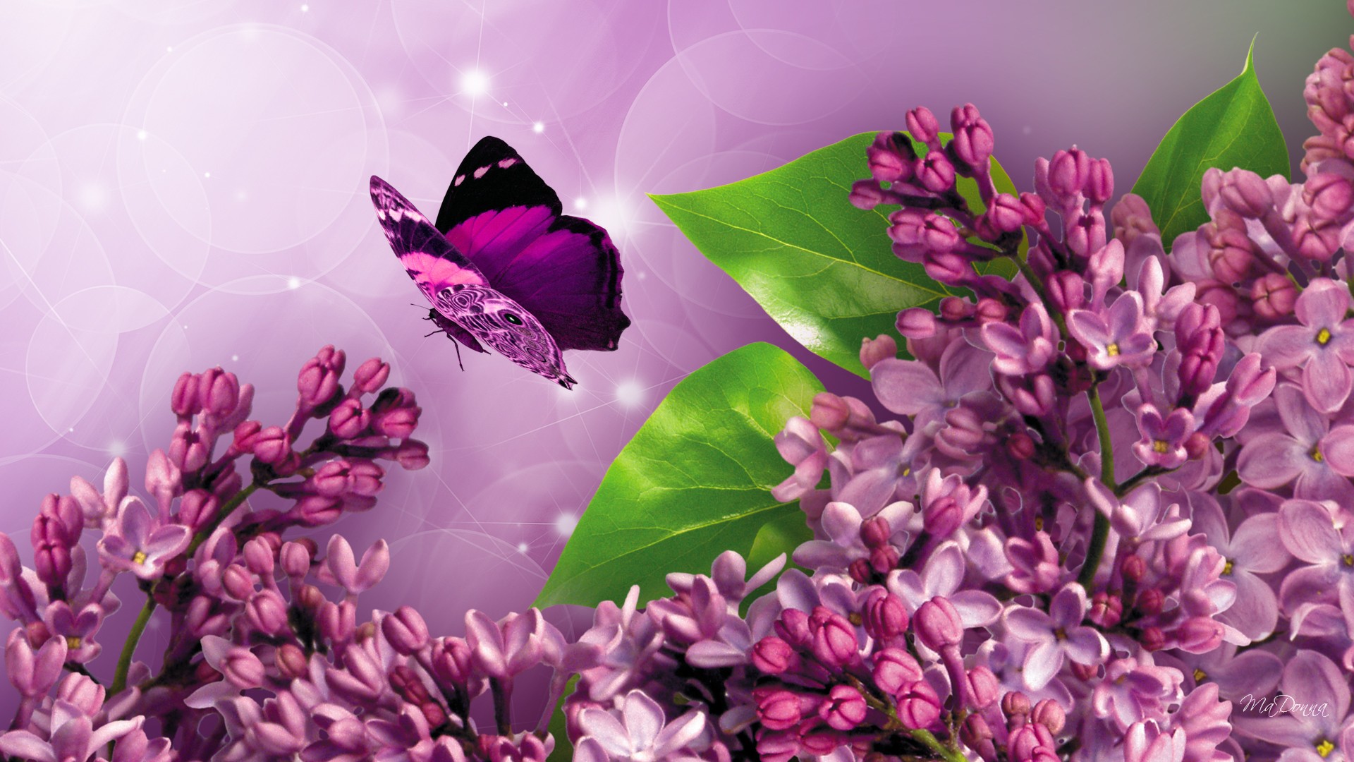 Скачать обои бесплатно Сирень, Цветок, Бабочка, Пурпурный, Фиолетовый Цветок, Художественные, Флауэрсы картинка на рабочий стол ПК