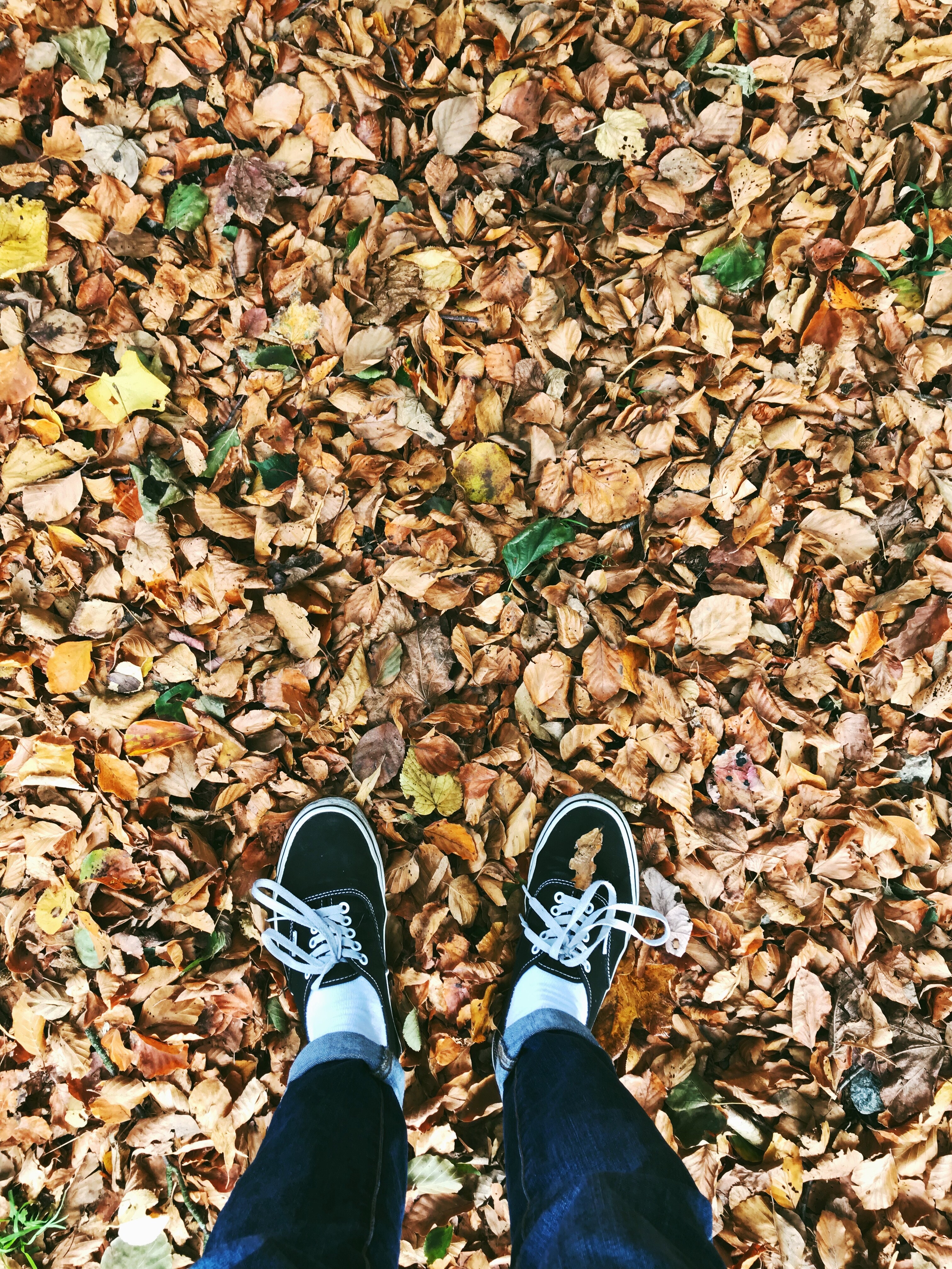 autumn, miscellanea, miscellaneous, legs, foliage, fallen HD wallpaper