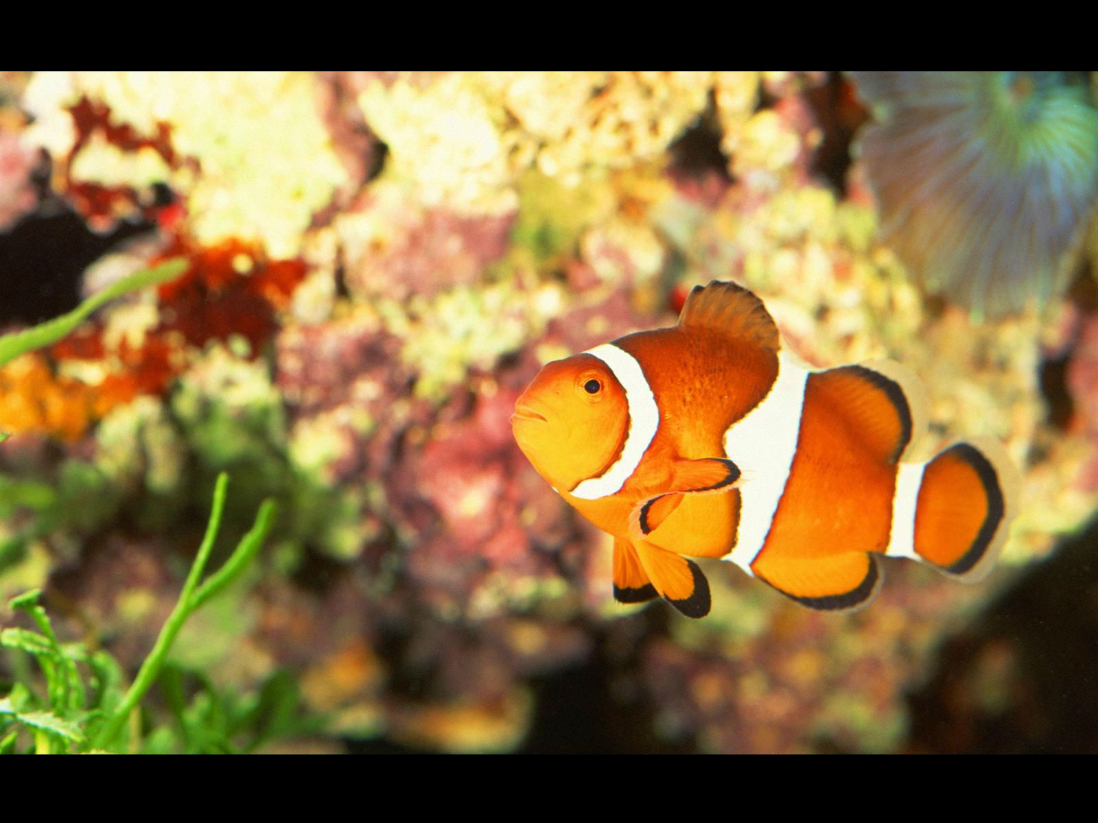 Laden Sie das Tiere, Fische, Fisch, Clownfisch-Bild kostenlos auf Ihren PC-Desktop herunter