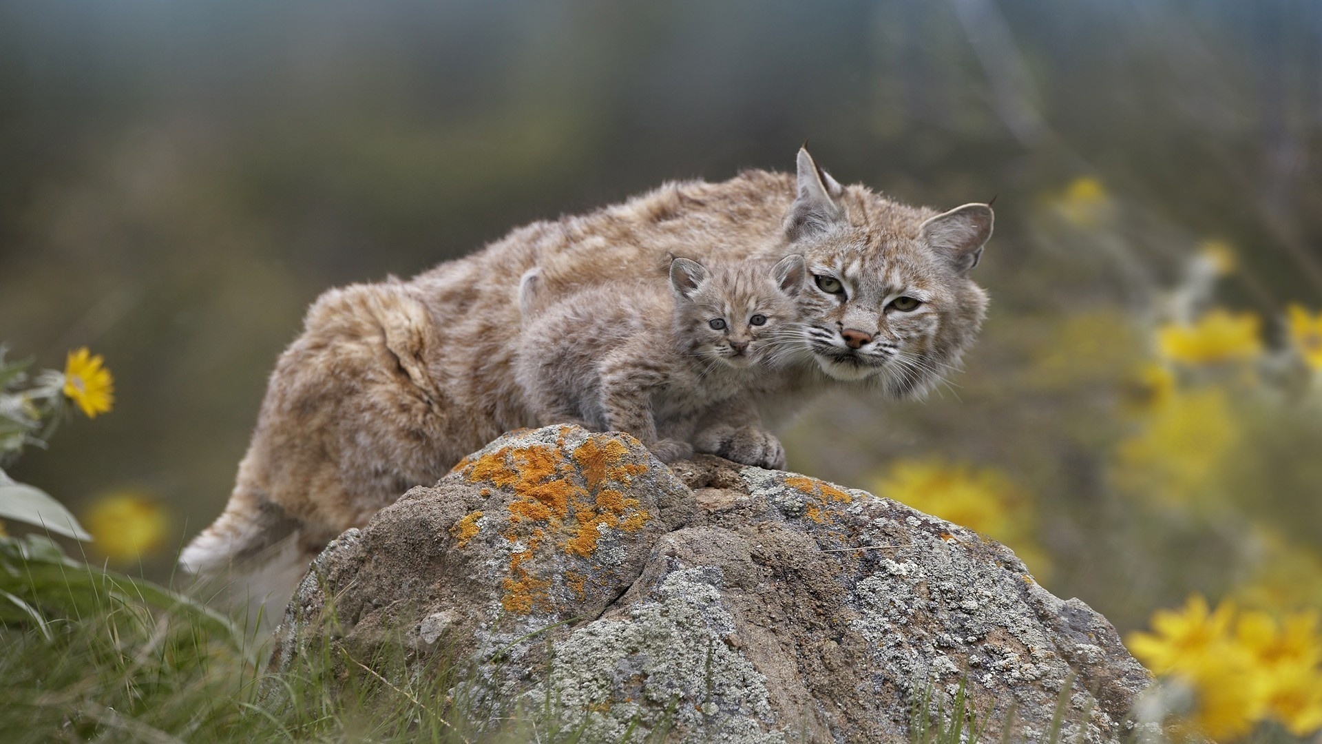 Handy-Wallpaper Tiere, Luchs kostenlos herunterladen.