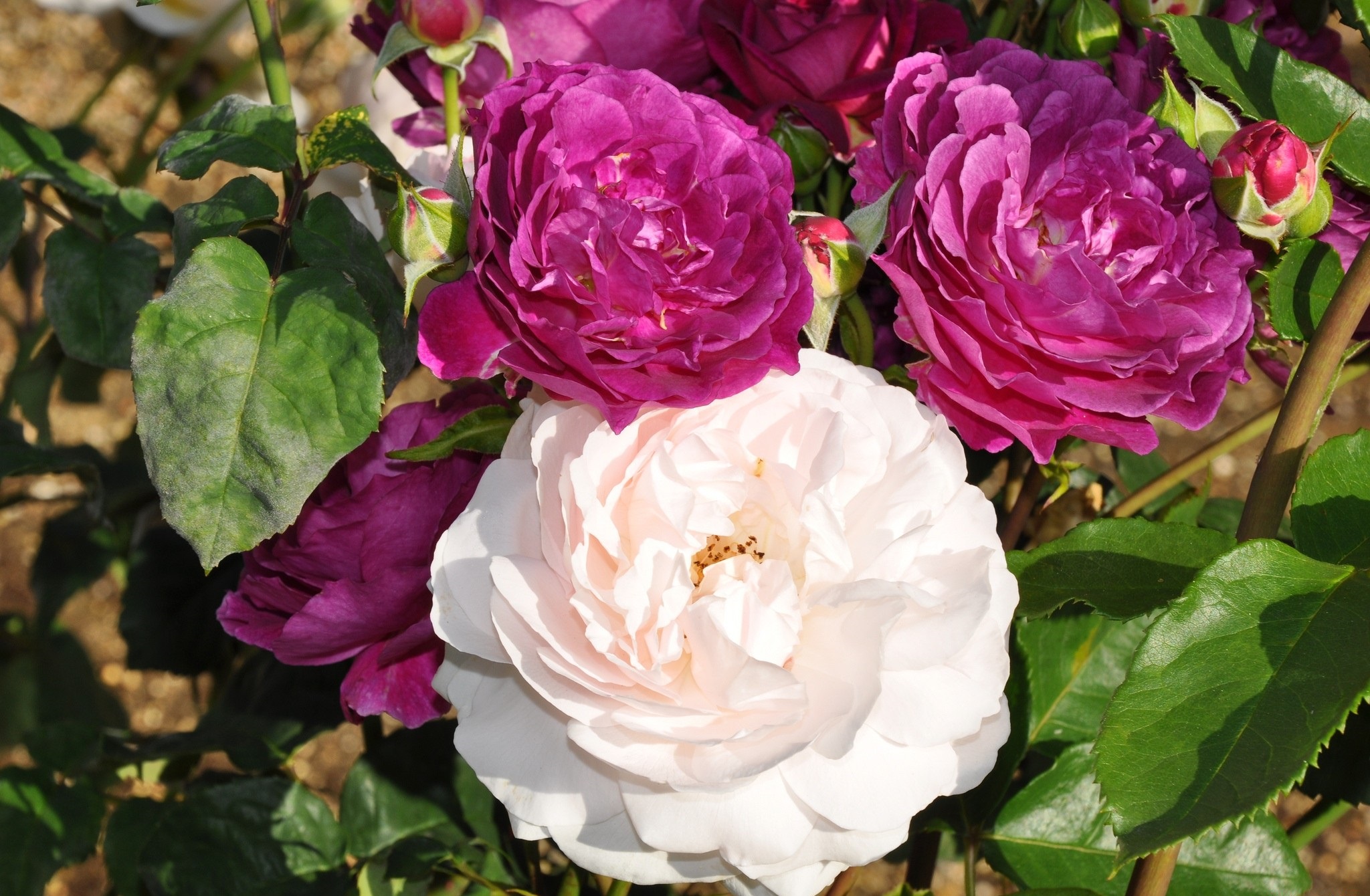 Téléchargez gratuitement l'image Fleurs, Rose, Terre/nature sur le bureau de votre PC