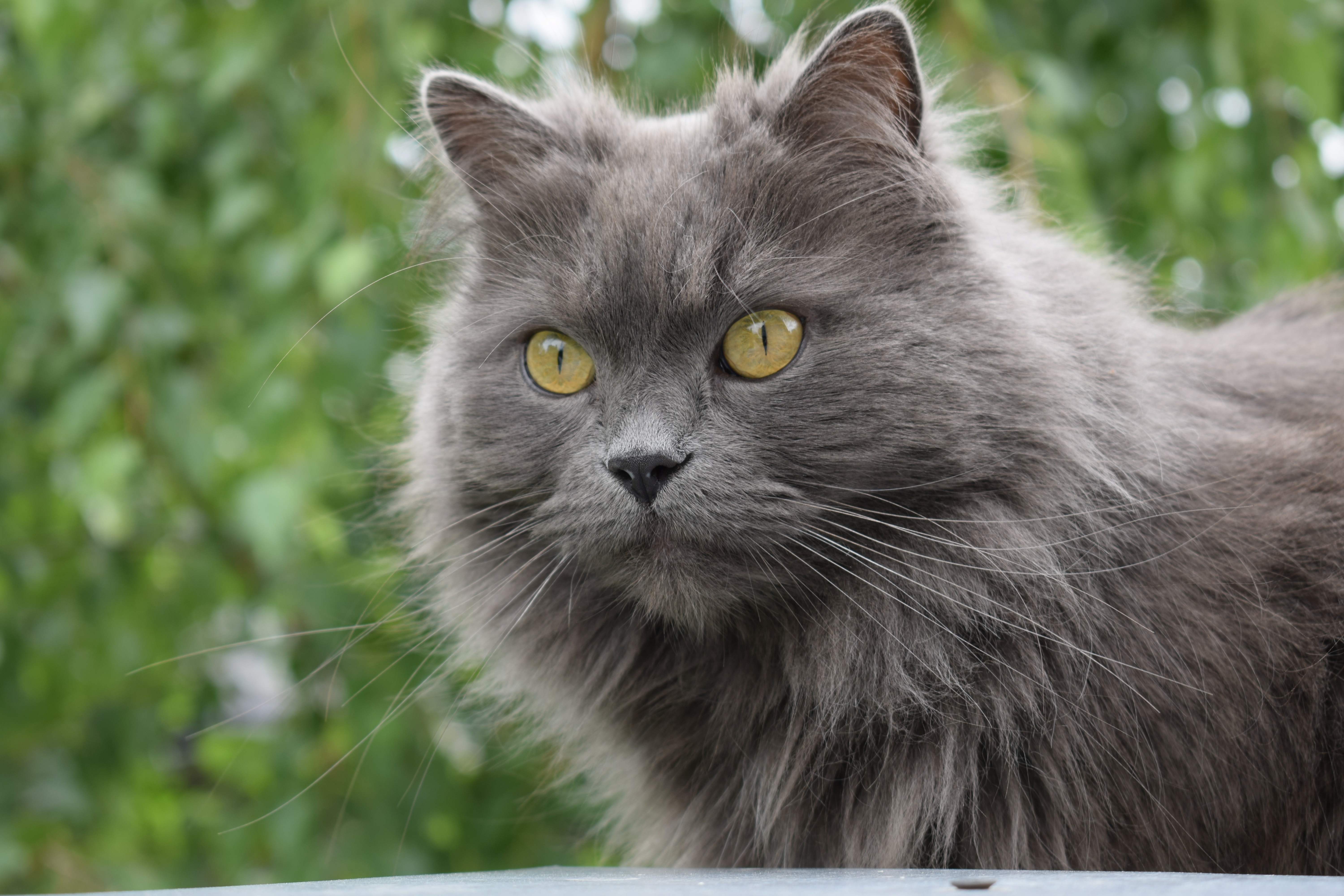 Baixar papel de parede para celular de Animais, Gatos, Gato gratuito.