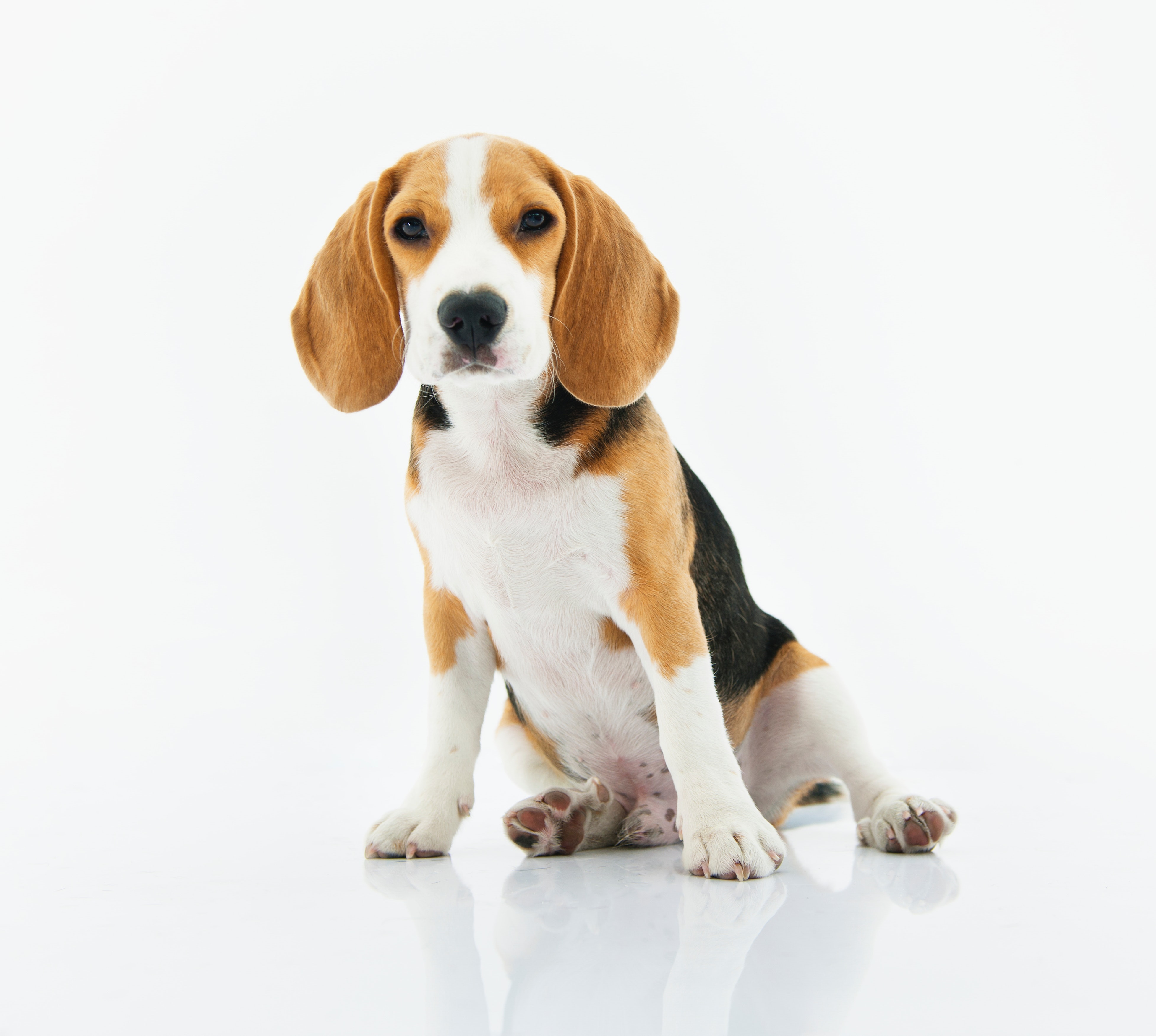 Handy-Wallpaper Tiere, Hunde, Hund, Welpen, Beagle kostenlos herunterladen.
