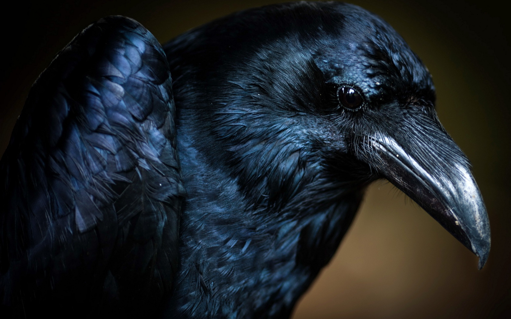Download mobile wallpaper Bird, Movie, The Crow for free.