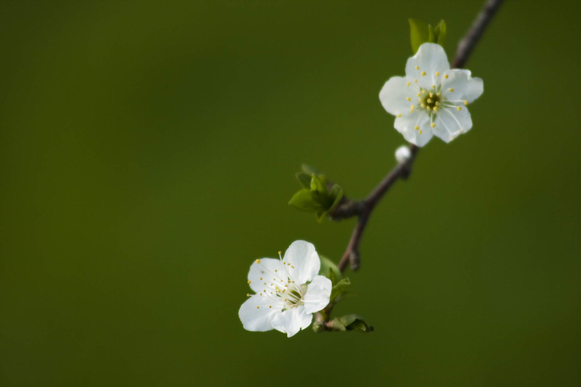 Download mobile wallpaper Blossom, Flowers, Earth for free.