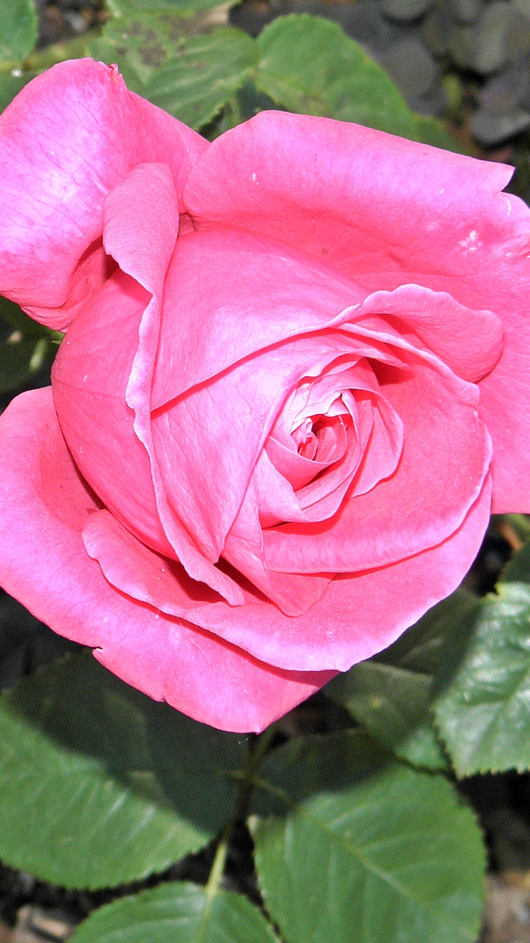 1119638 Bildschirmschoner und Hintergrundbilder Blumen auf Ihrem Telefon. Laden Sie  Bilder kostenlos herunter