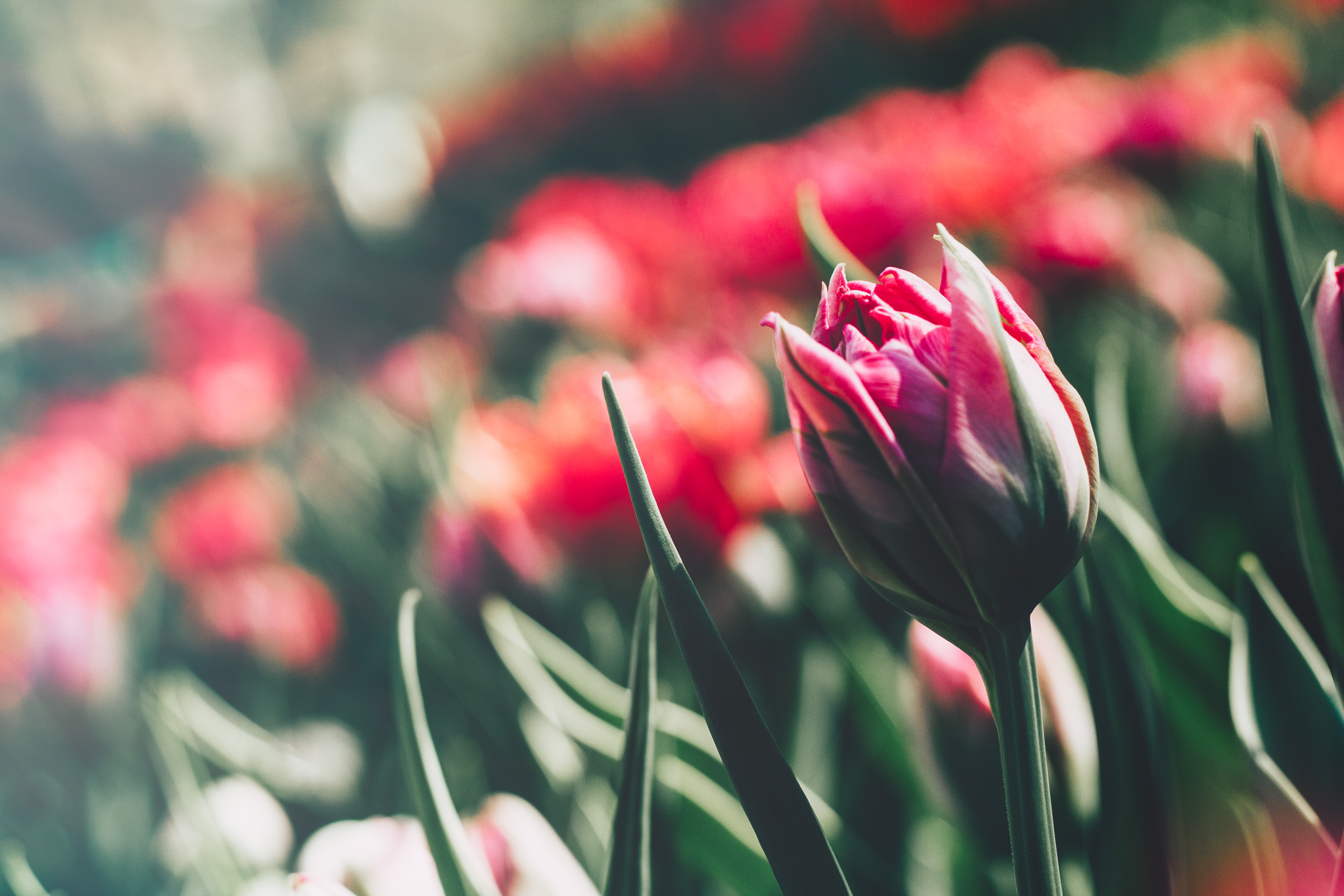 Laden Sie das Natur, Blumen, Blume, Makro, Tulpe, Erde/natur, Pinke Blume-Bild kostenlos auf Ihren PC-Desktop herunter