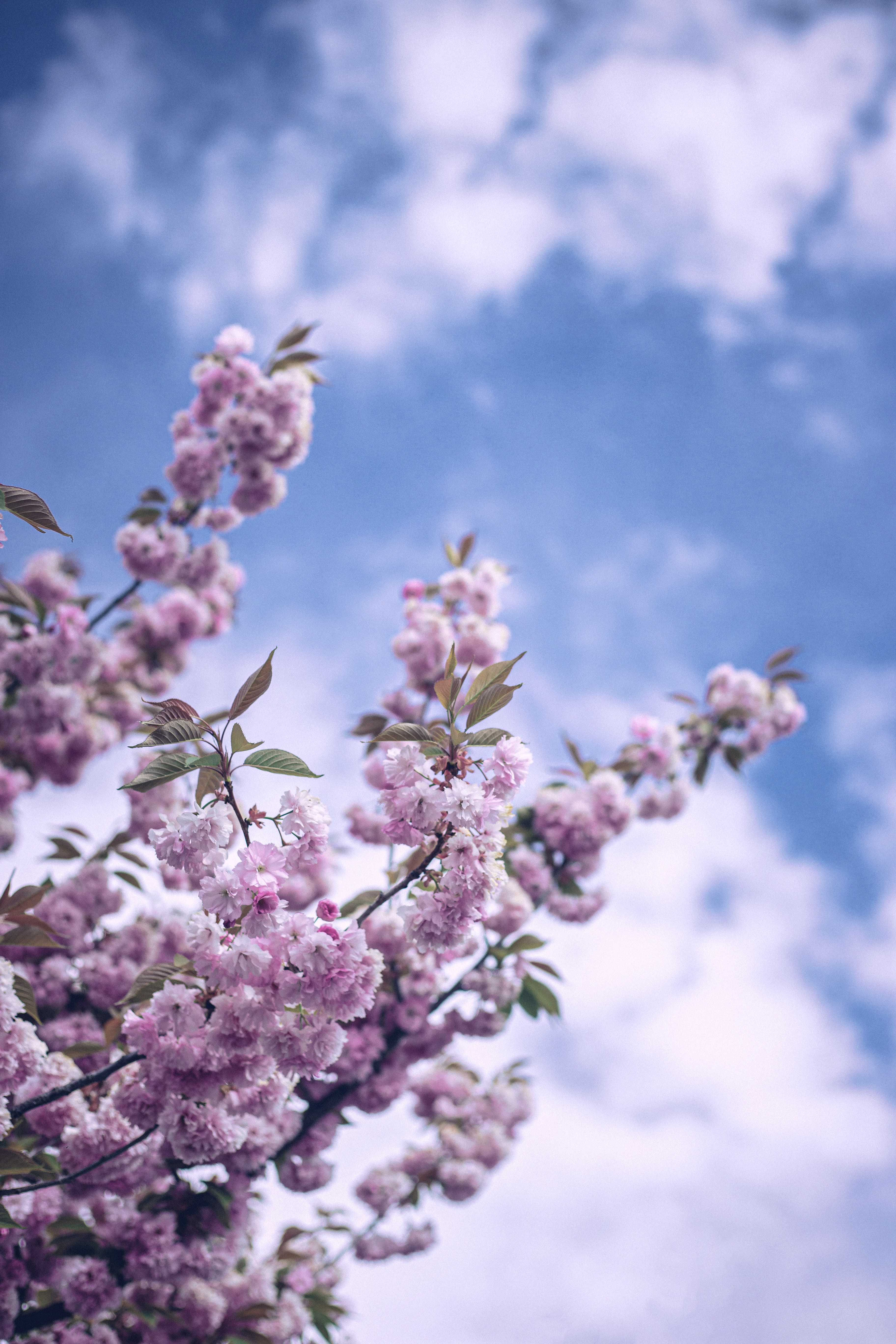 135553 скачать обои весна, небо, цветение, цветы, ветка, облака - заставки и картинки бесплатно