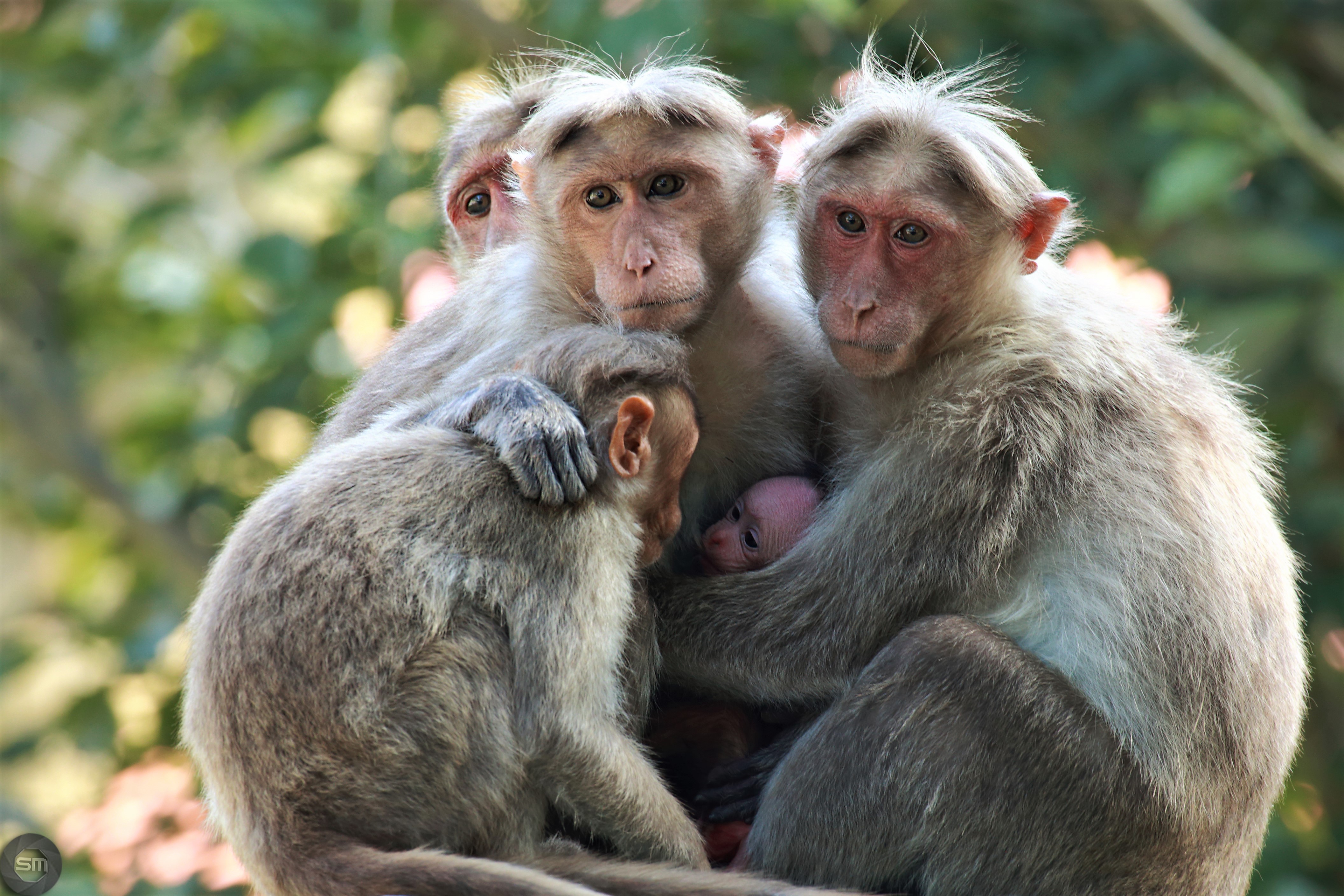 animal, macaque, cute, love, monkey