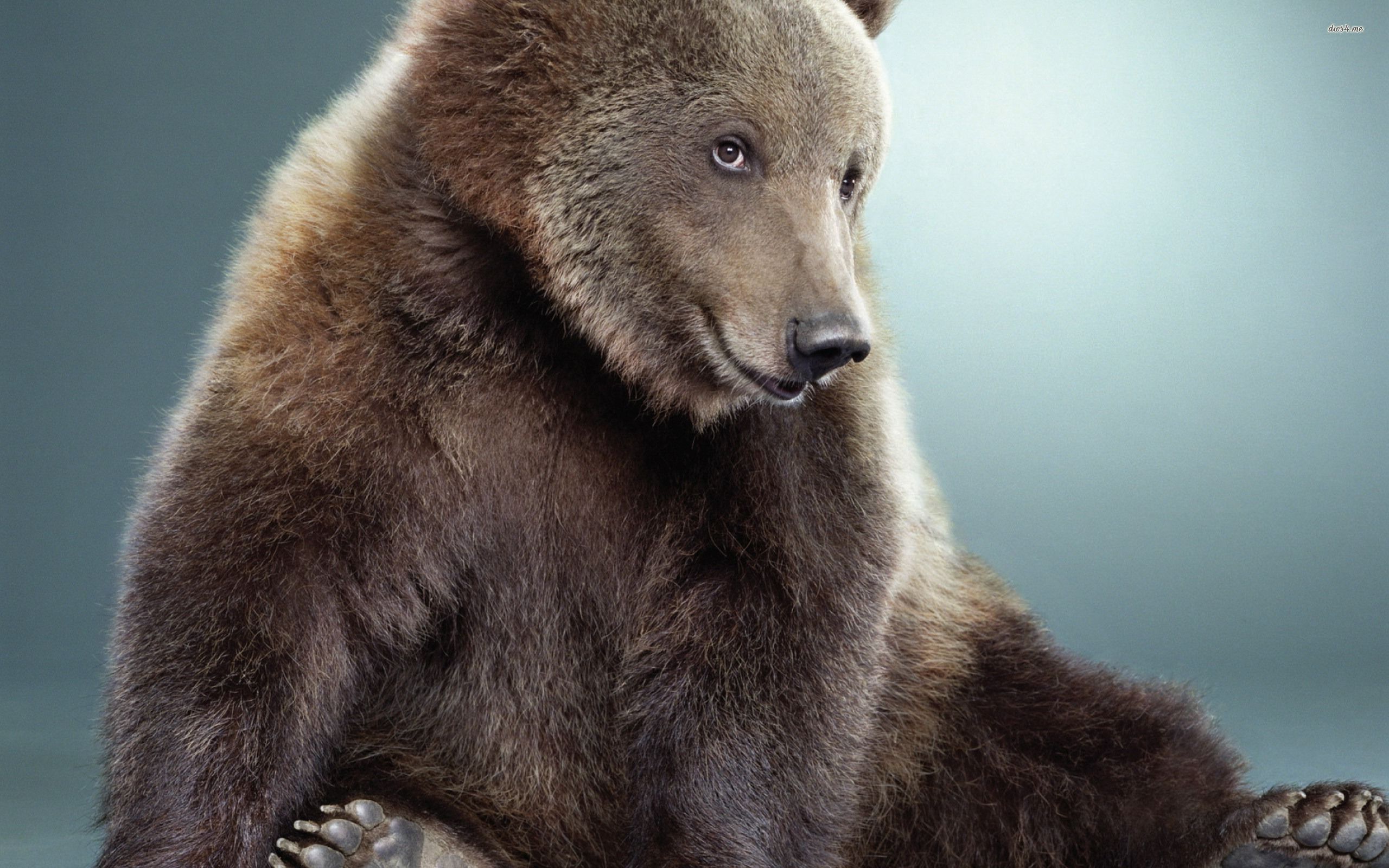 Завантажити шпалери безкоштовно Ведмеді, Ведмідь, Тварина картинка на робочий стіл ПК