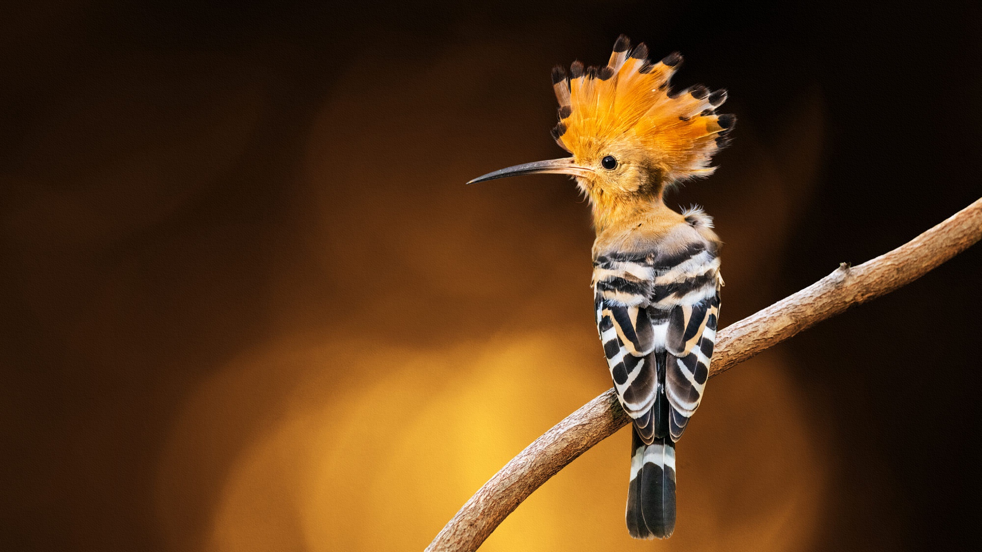 Free download wallpaper Birds, Animal, Hoopoe on your PC desktop