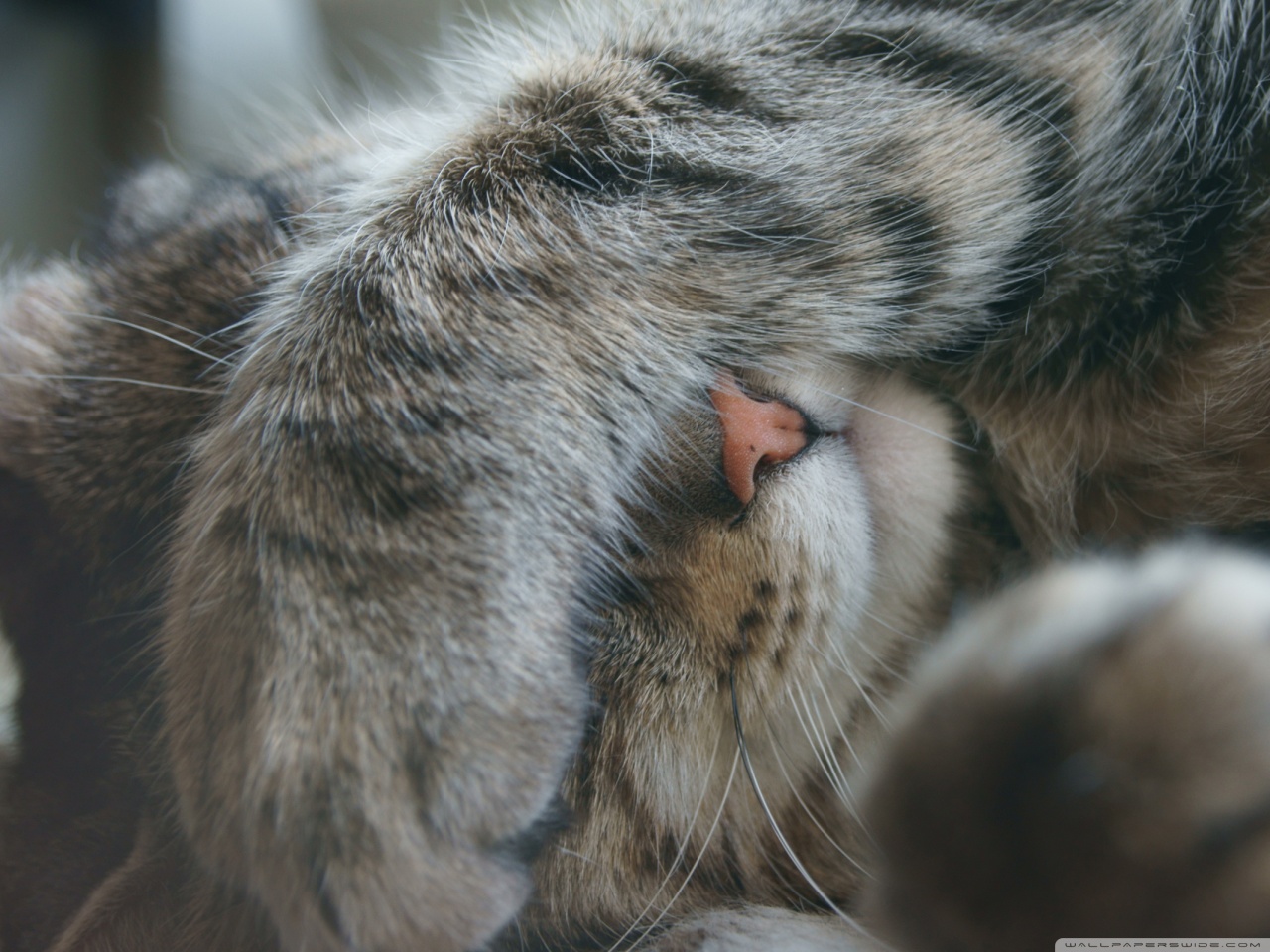 Descarga gratuita de fondo de pantalla para móvil de Animales, Gato.