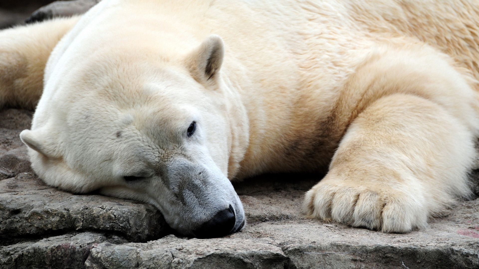 146057 завантажити картинку тварини, товстий, білий ведмідь, відпочинку, відпочиває - шпалери і заставки безкоштовно