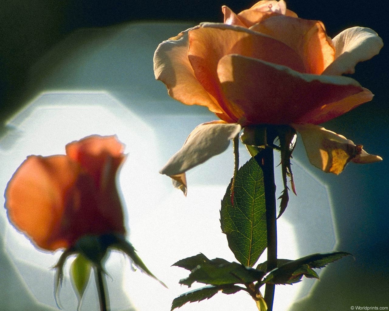 Descarga gratuita de fondo de pantalla para móvil de Plantas, Flores, Roses.