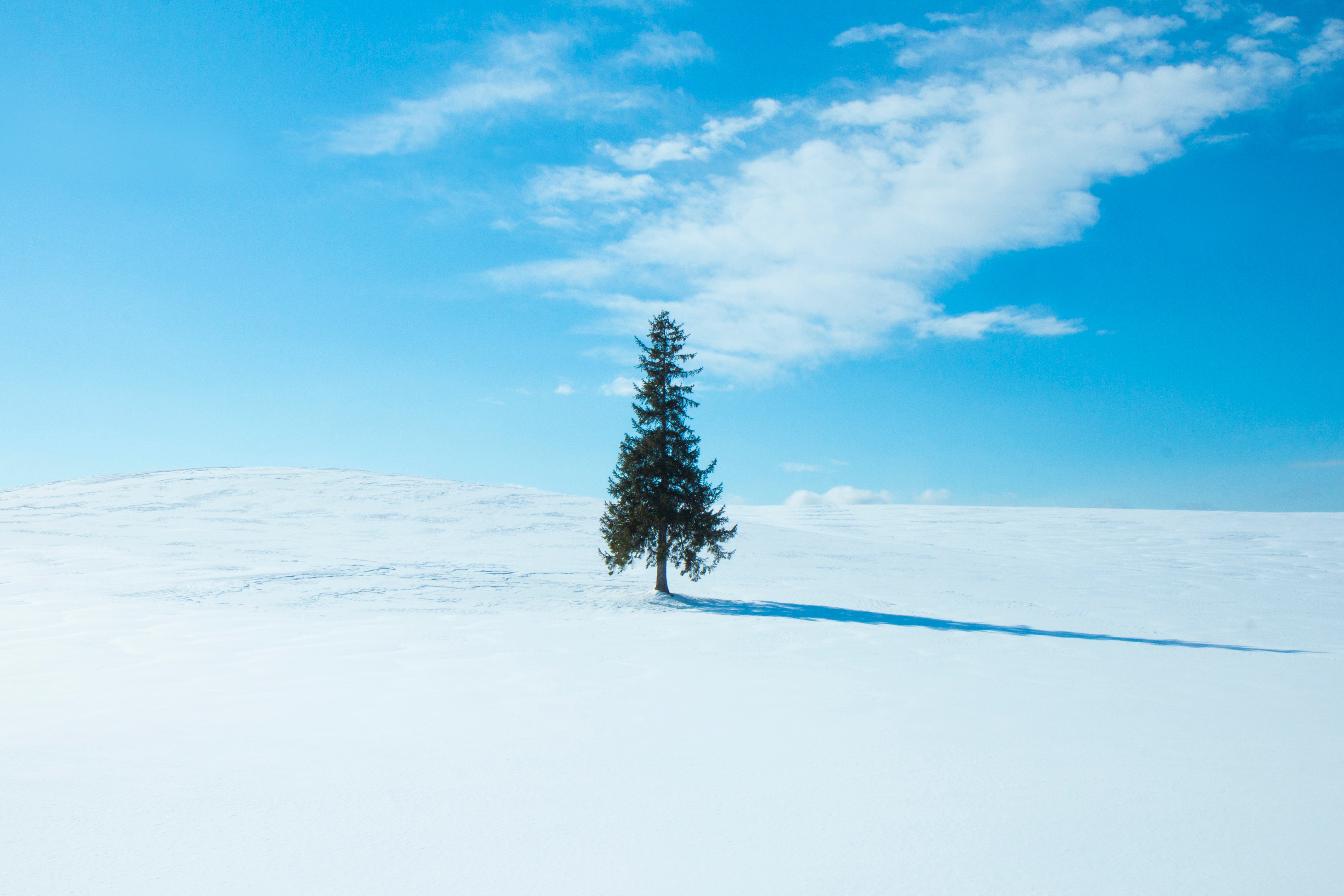 Скачать картинку Снег, Небо, Зима, Дерево, Горизонт, Минимализм в телефон бесплатно.
