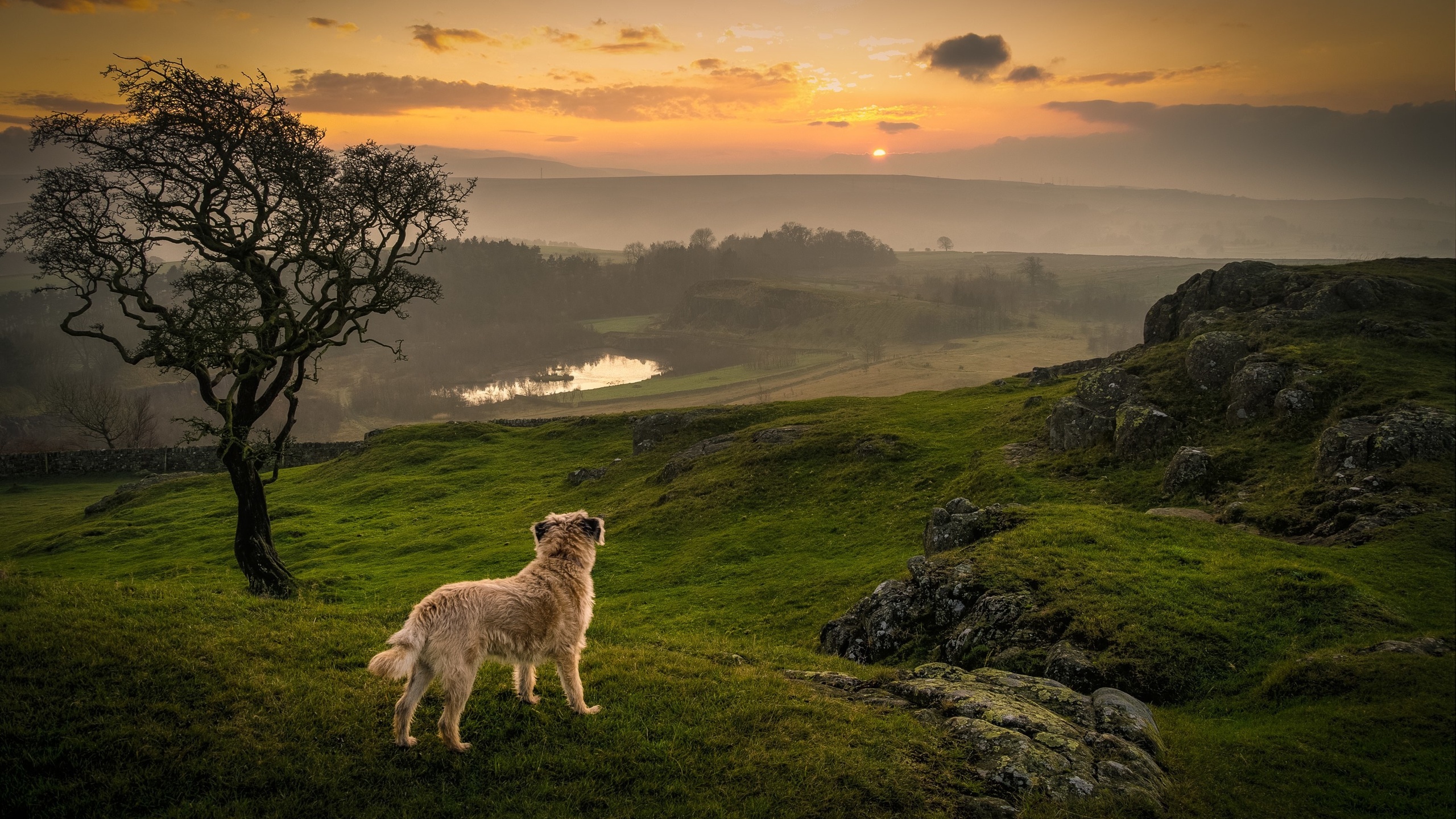 Handy-Wallpaper Tiere, Hunde, Hund kostenlos herunterladen.