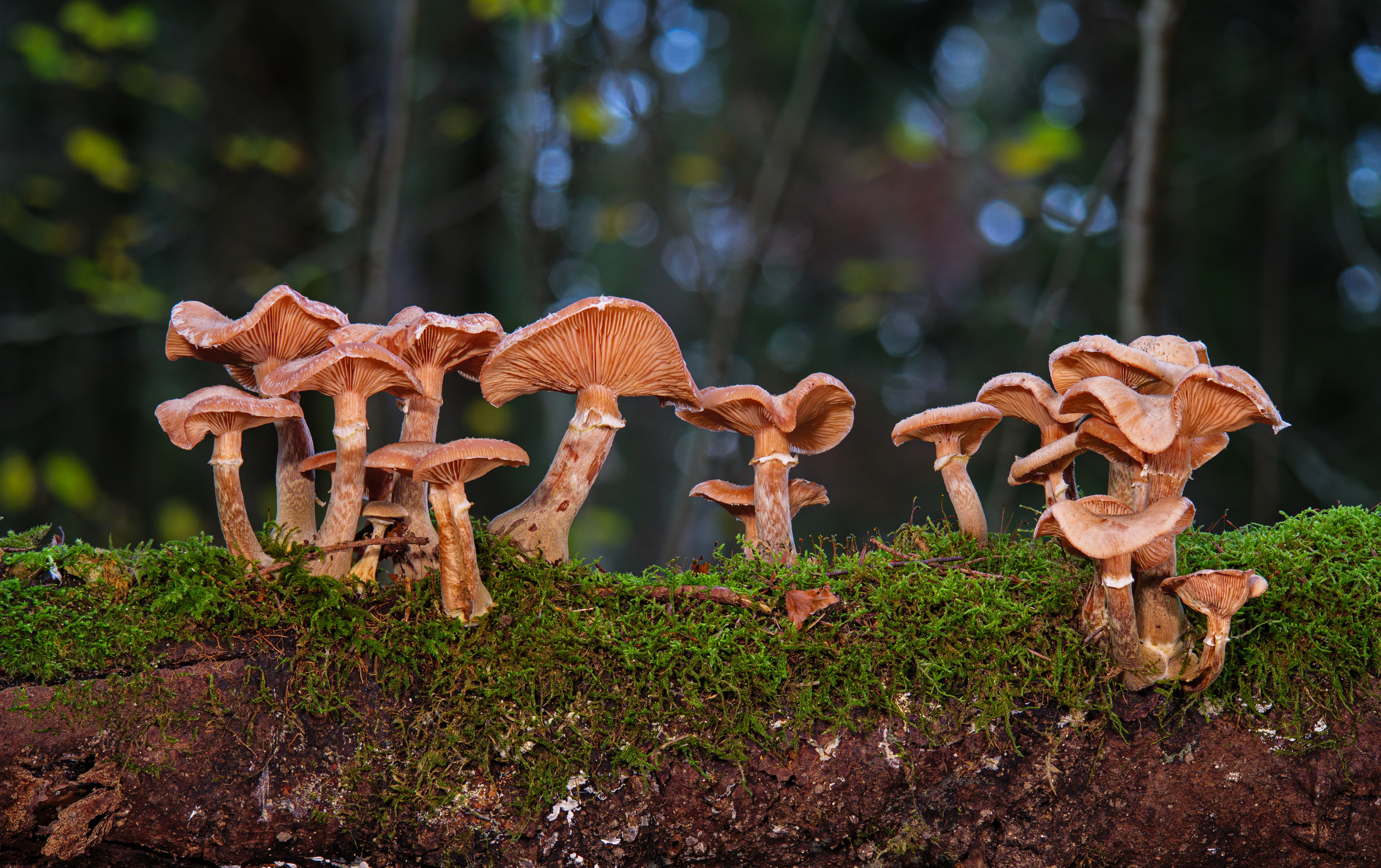 Download mobile wallpaper Nature, Macro, Earth, Mushroom for free.