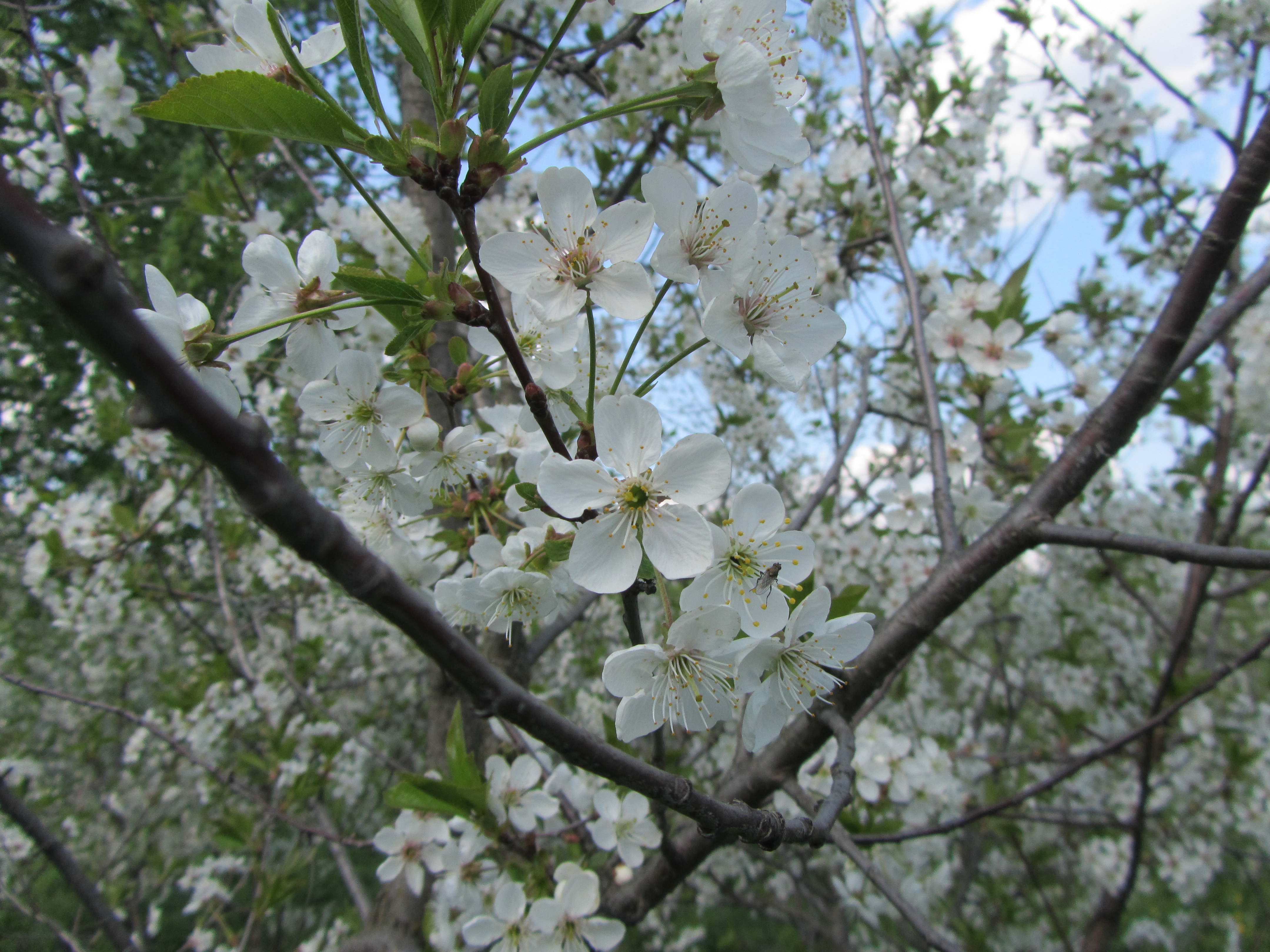 Free download wallpaper Blossom, Flowers, Earth on your PC desktop