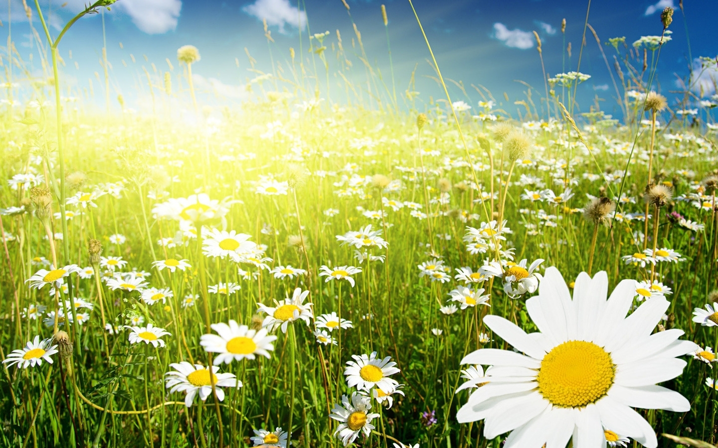 Free download wallpaper Flowers, Camomile, Plants, Fields on your PC desktop