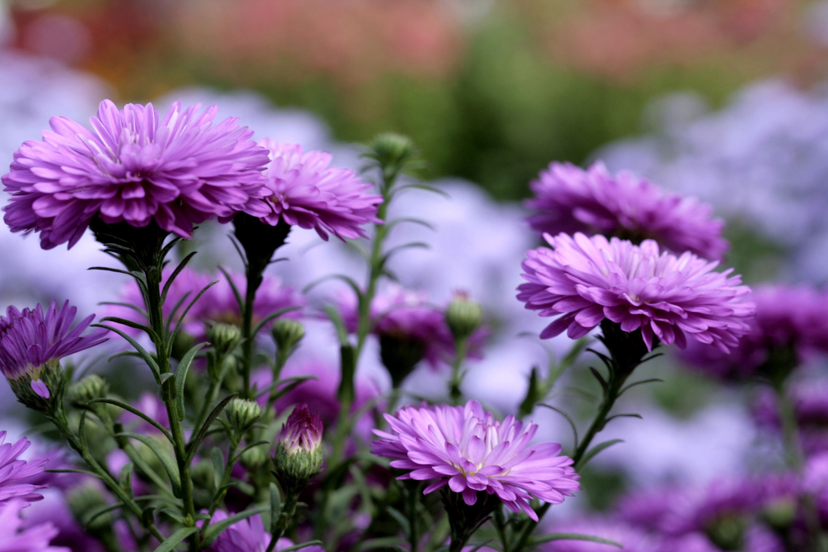 Téléchargez gratuitement l'image Fleurs, Fleur, Terre/nature sur le bureau de votre PC