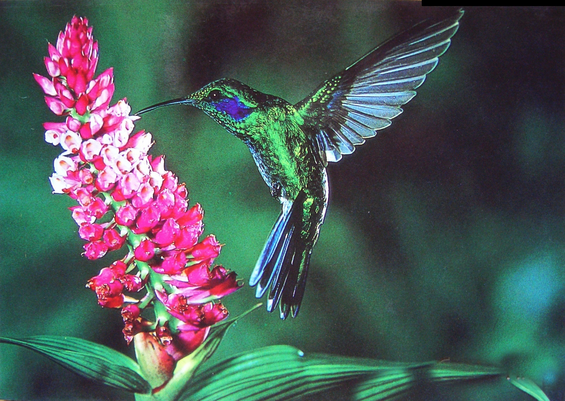 207676 descargar fondo de pantalla animales, colibrí, aves: protectores de pantalla e imágenes gratis