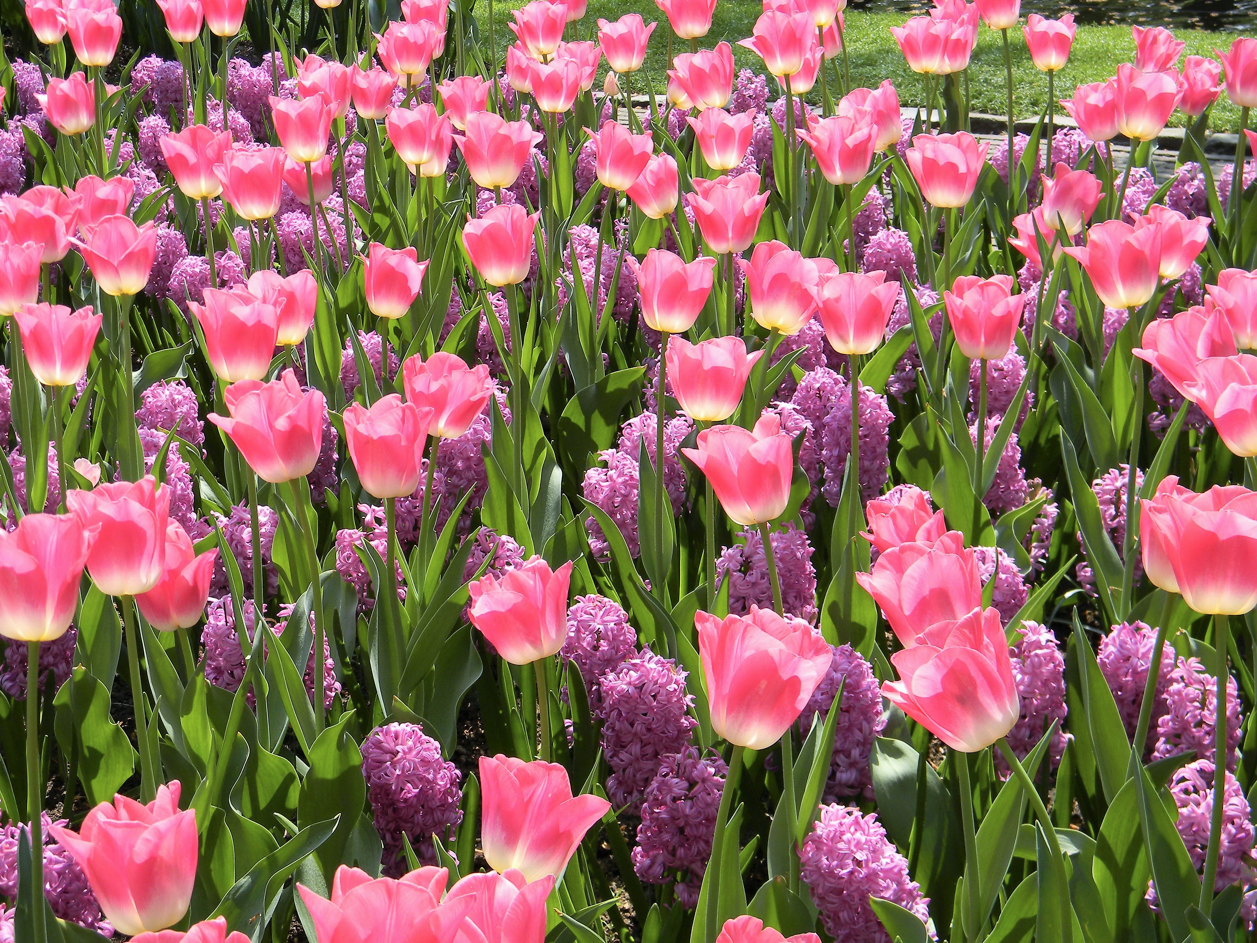 417271 завантажити картинку сад, земля, квітка, гіацинт, парк, рожева квітка, фіолетова квітка, тюльпан, флауерзи - шпалери і заставки безкоштовно