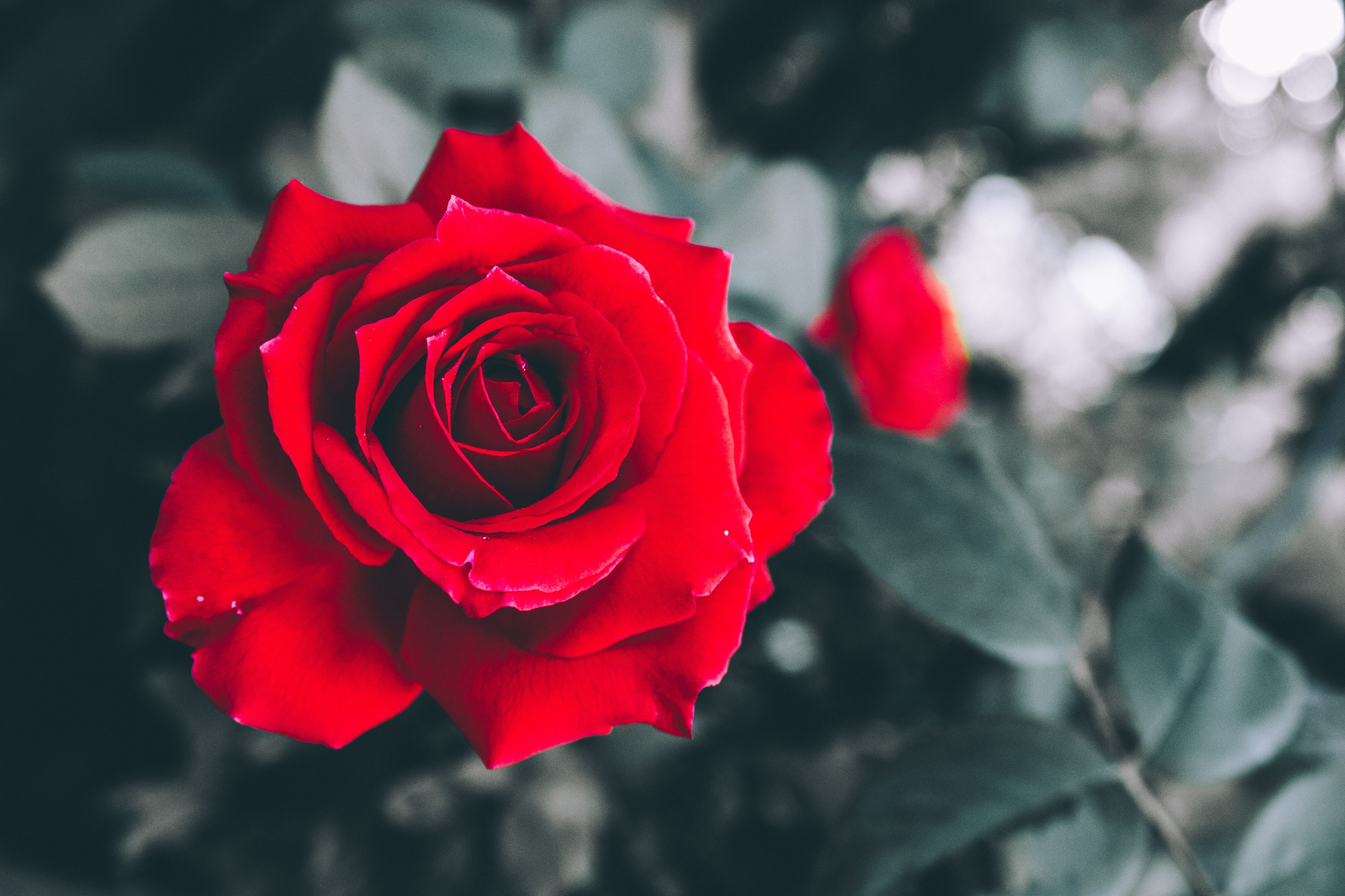 Download mobile wallpaper Bud, Rose Flower, Petals, Smooth, Rose, Flowers, Blur for free.