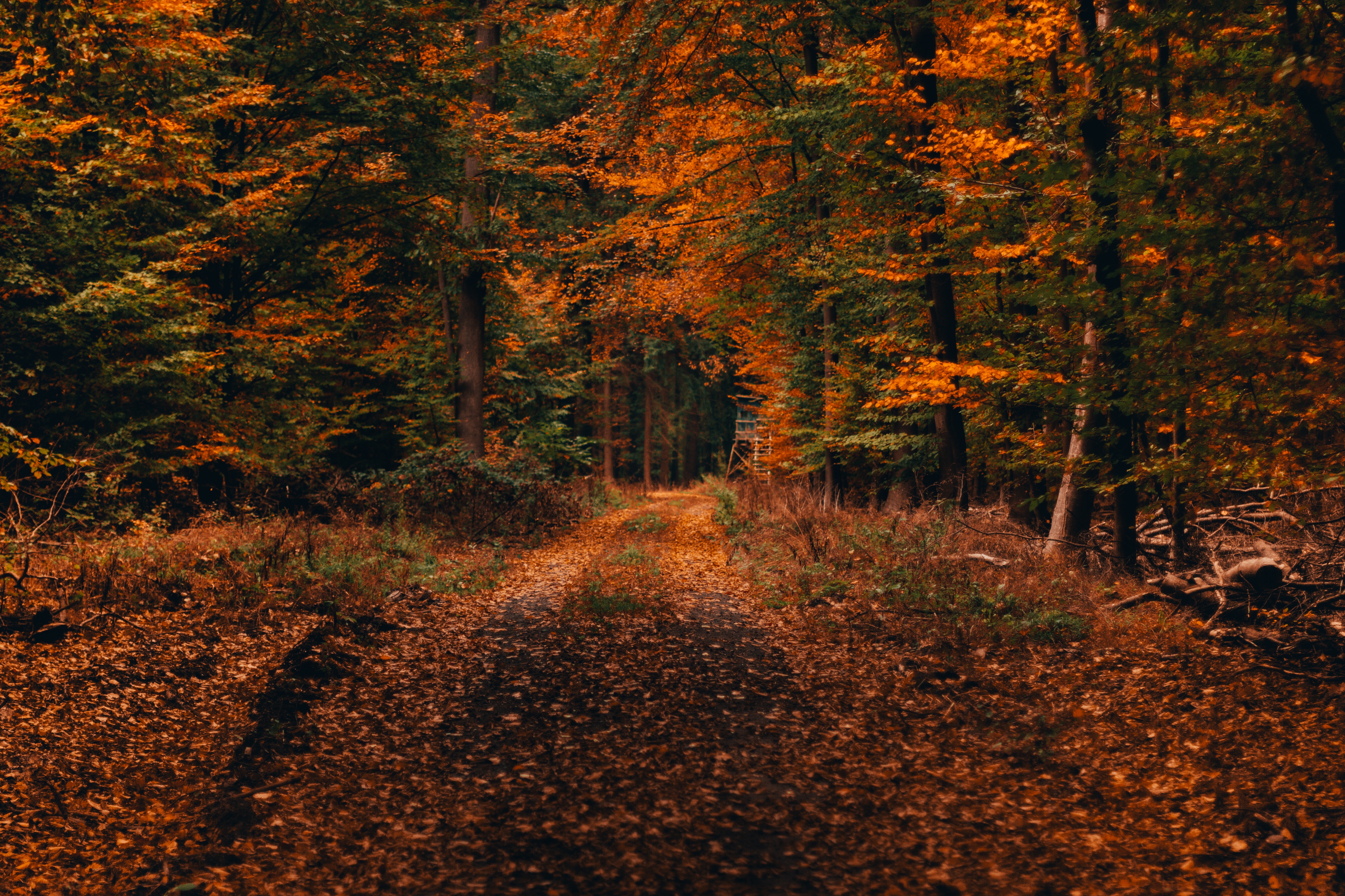 autumn, foliage, nature, trees, forest, path, fallen, autumn landscape HD wallpaper
