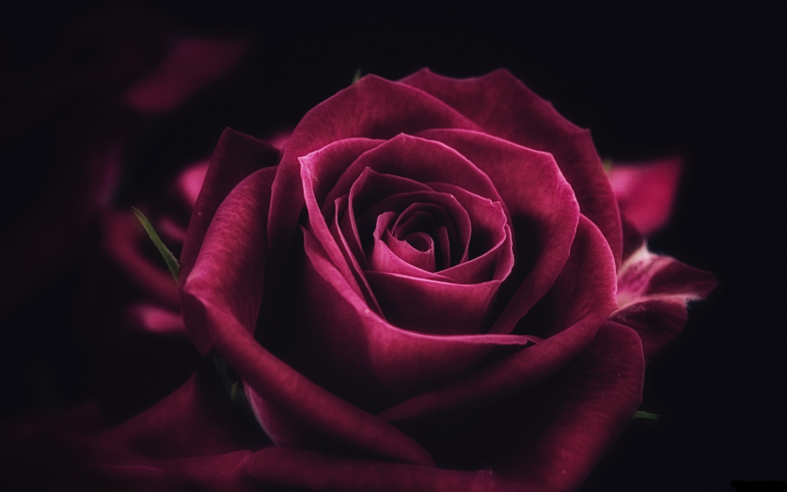 Download mobile wallpaper Flowers, Flower, Rose, Earth, Red Rose for free.