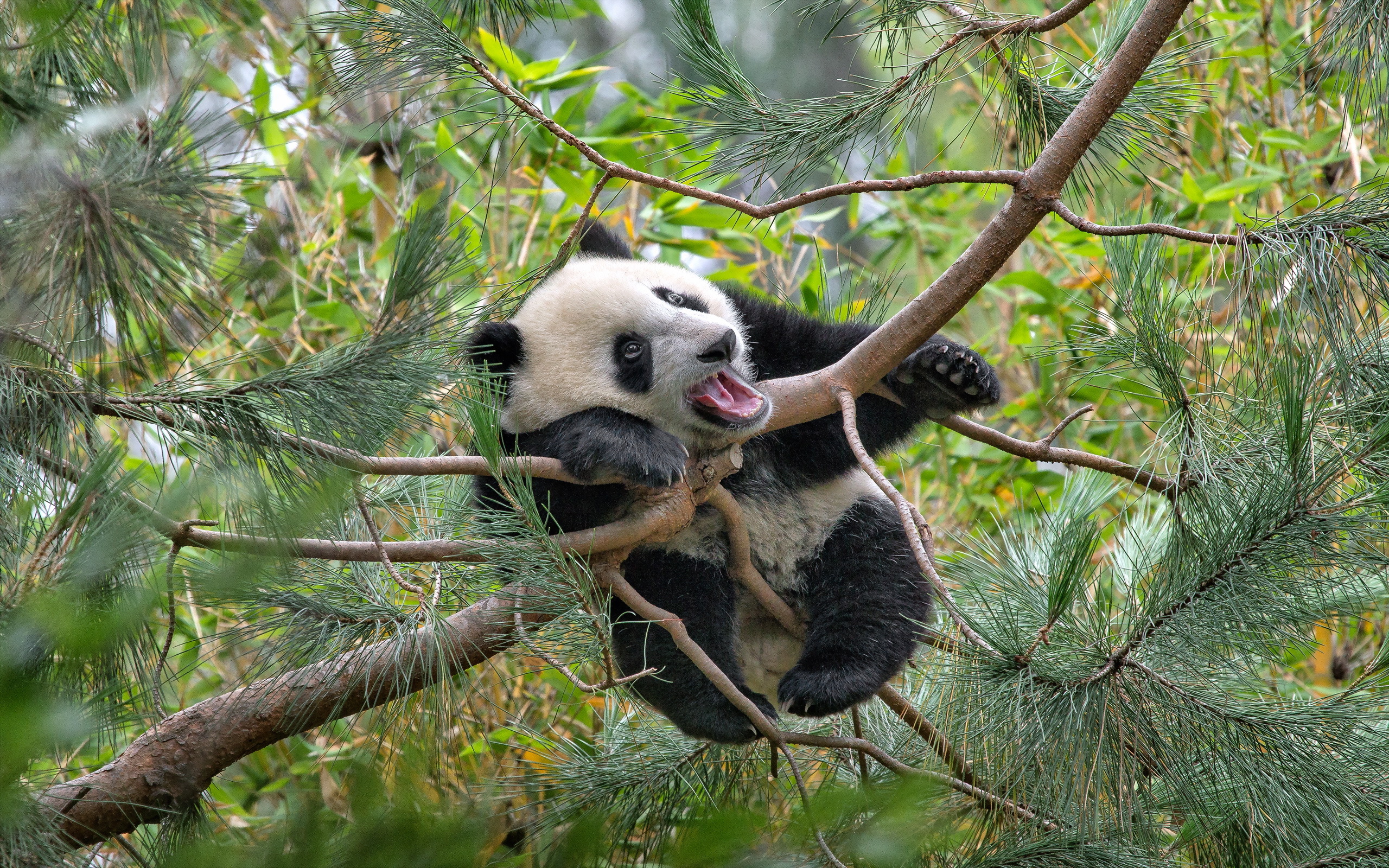 Laden Sie das Tiere, Panda-Bild kostenlos auf Ihren PC-Desktop herunter