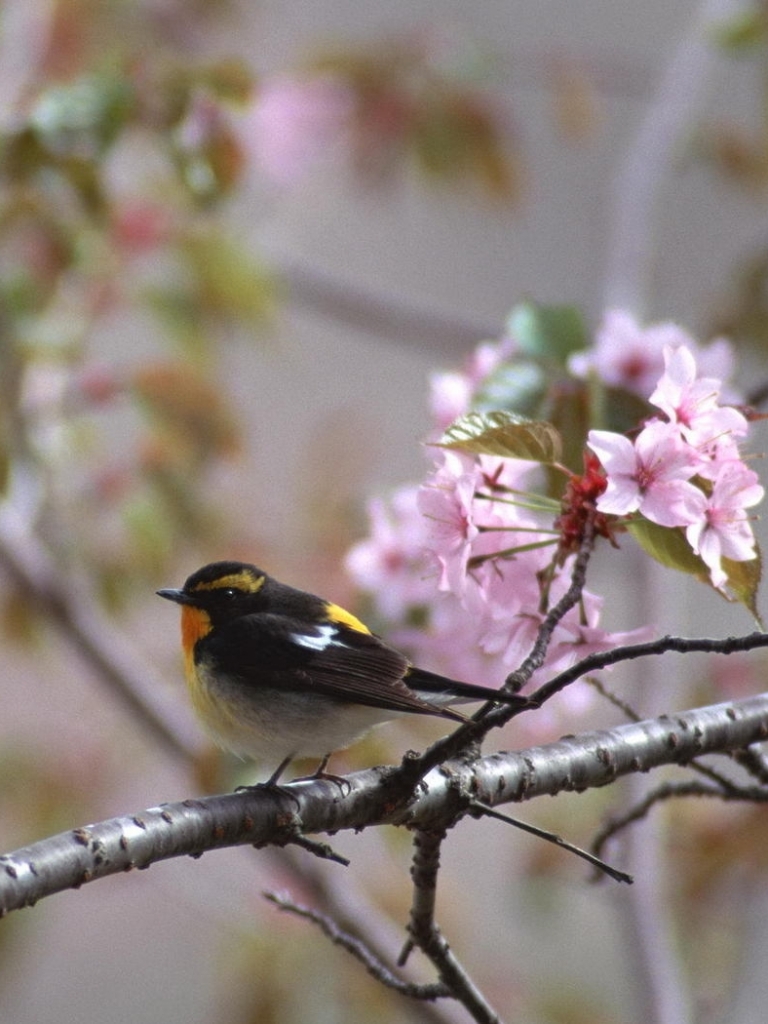 無料モバイル壁紙動物, 鳥をダウンロードします。