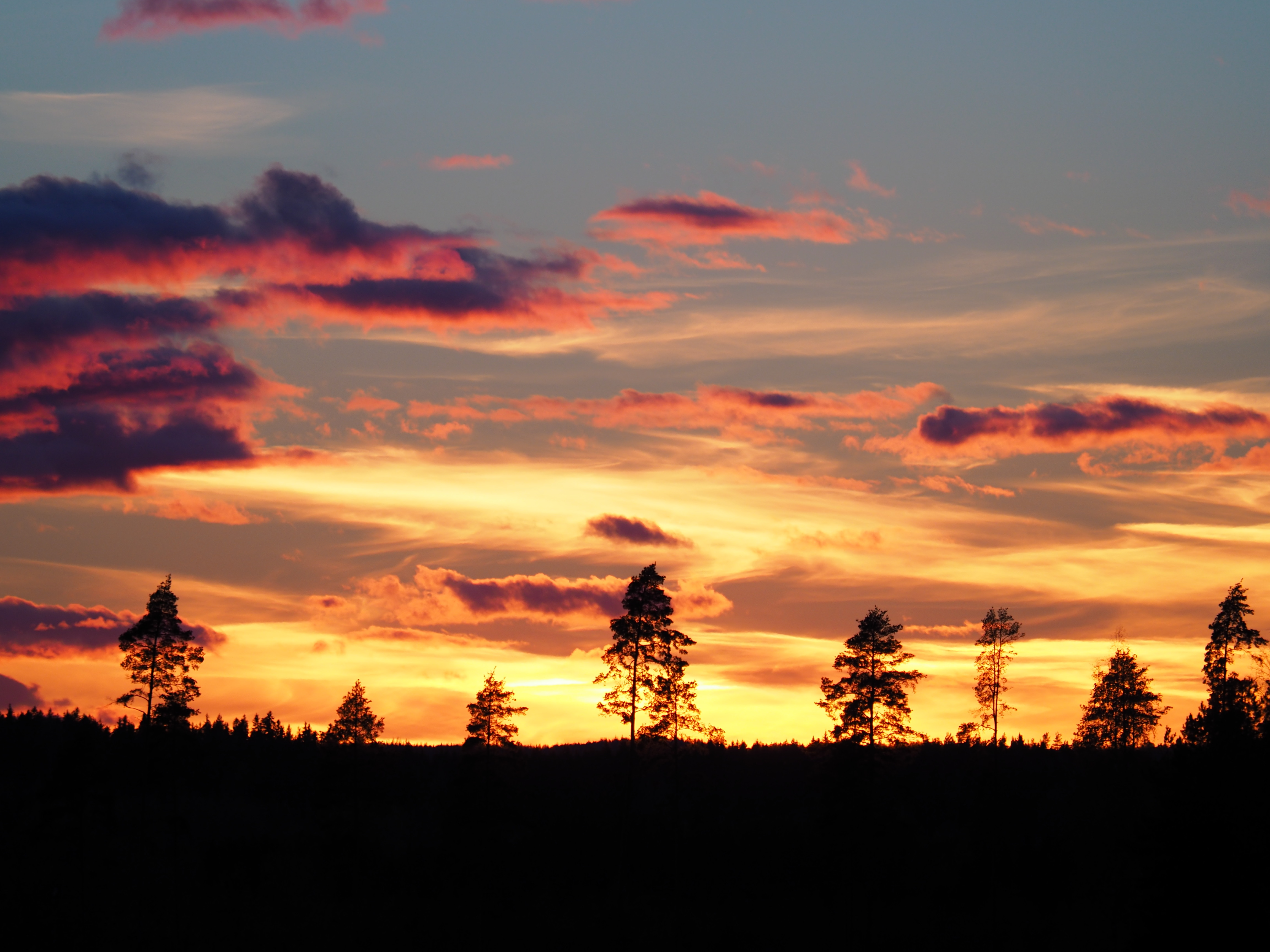 nature, silhouettes, evening, dark, trees, sunset cellphone