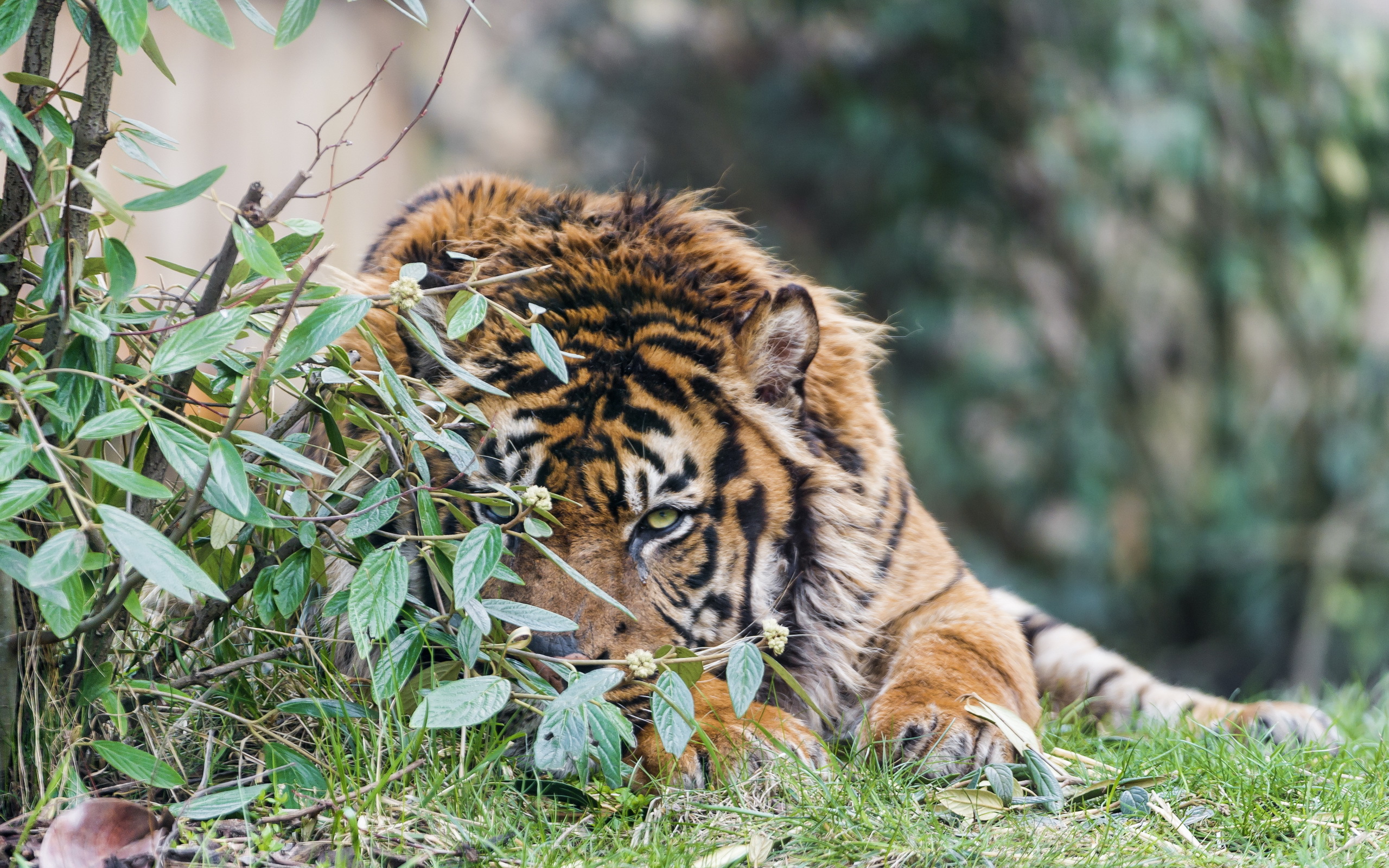 Handy-Wallpaper Tiere, Katzen, Tiger kostenlos herunterladen.