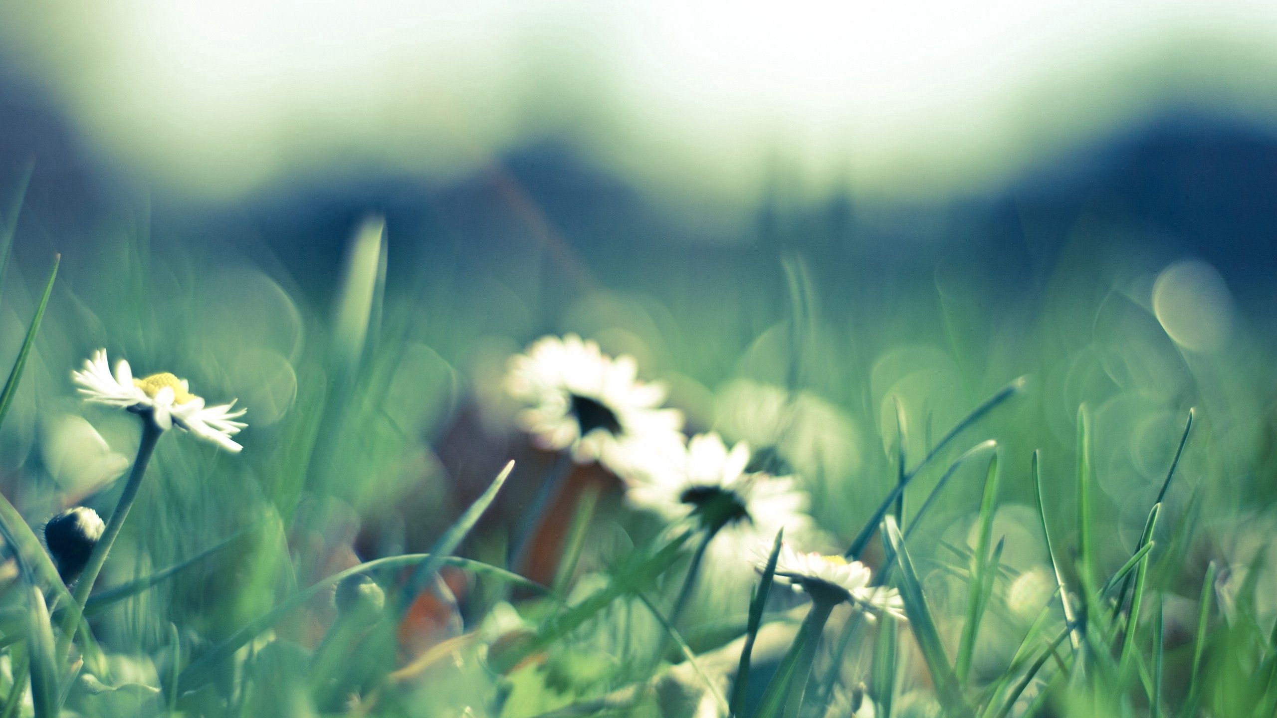 Laden Sie das Grass, Blume, Makro, Blendung, Polyana, Glade-Bild kostenlos auf Ihren PC-Desktop herunter