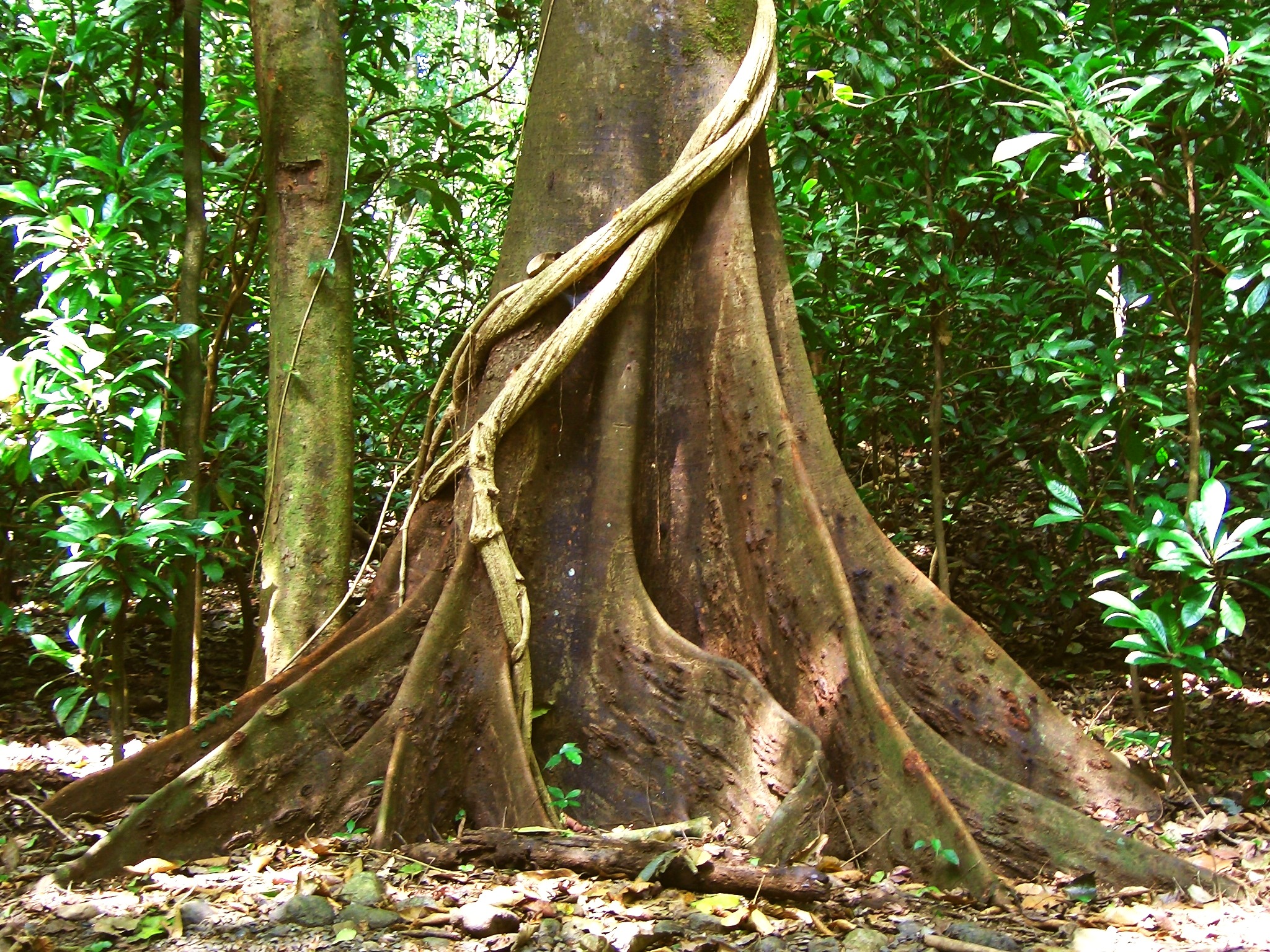 Descarga gratis la imagen Árbol, Tierra/naturaleza en el escritorio de tu PC