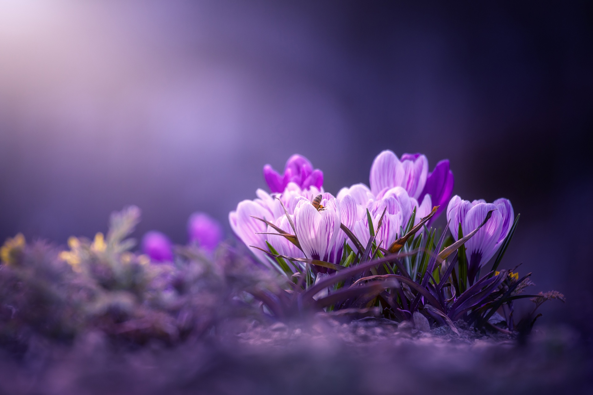 Download mobile wallpaper Nature, Flowers, Flower, Close Up, Earth, Crocus, Purple Flower for free.