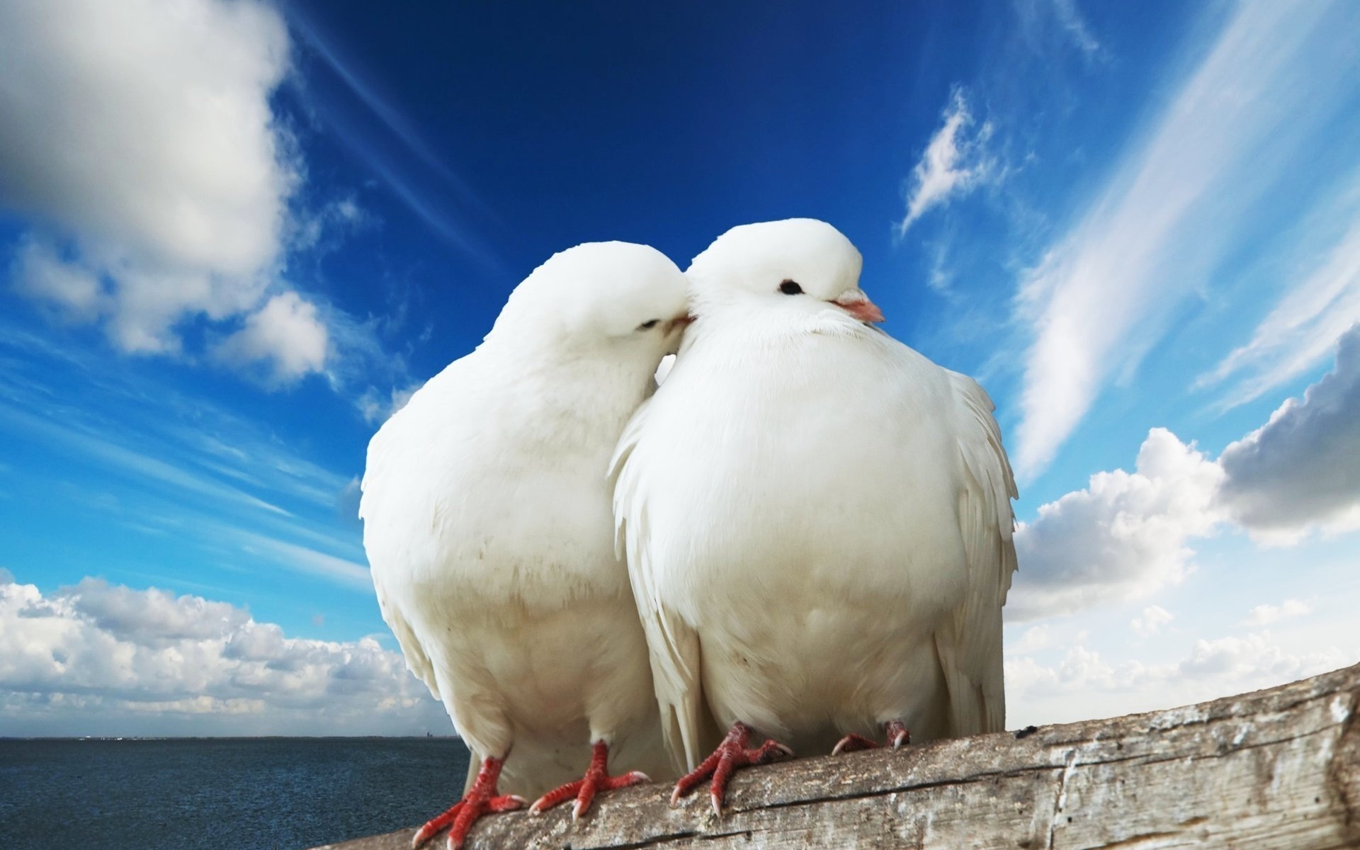 20919 télécharger l'image oiseaux, animaux, pigeons - fonds d'écran et économiseurs d'écran gratuits