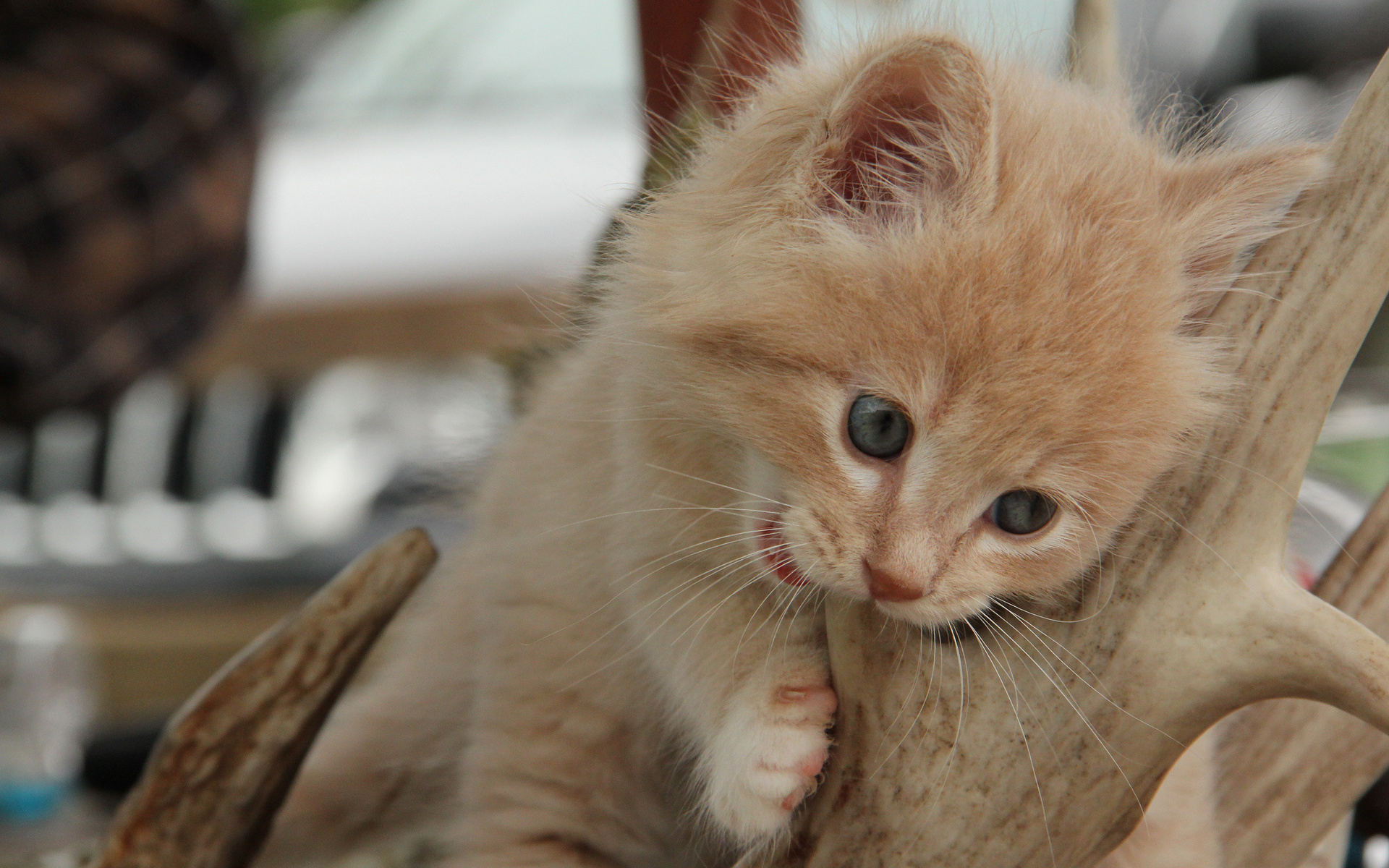 Baixar papel de parede para celular de Animais, Gatos, Gato gratuito.