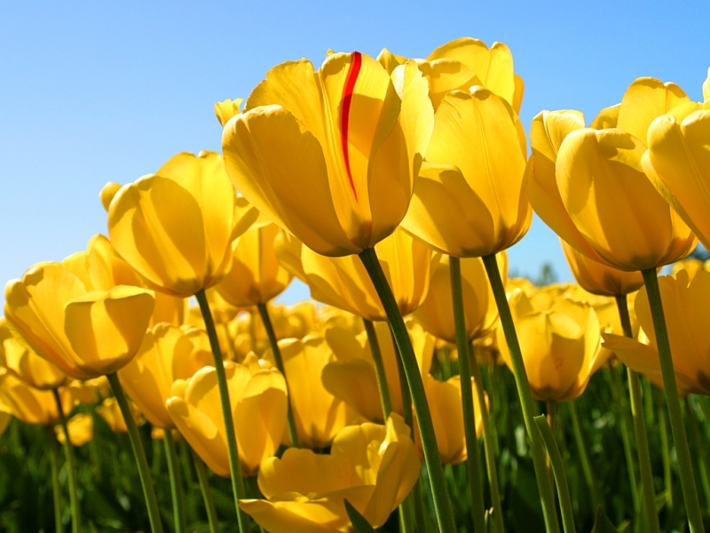 39042 descargar fondo de pantalla tulipanes, plantas, flores, amarillo: protectores de pantalla e imágenes gratis