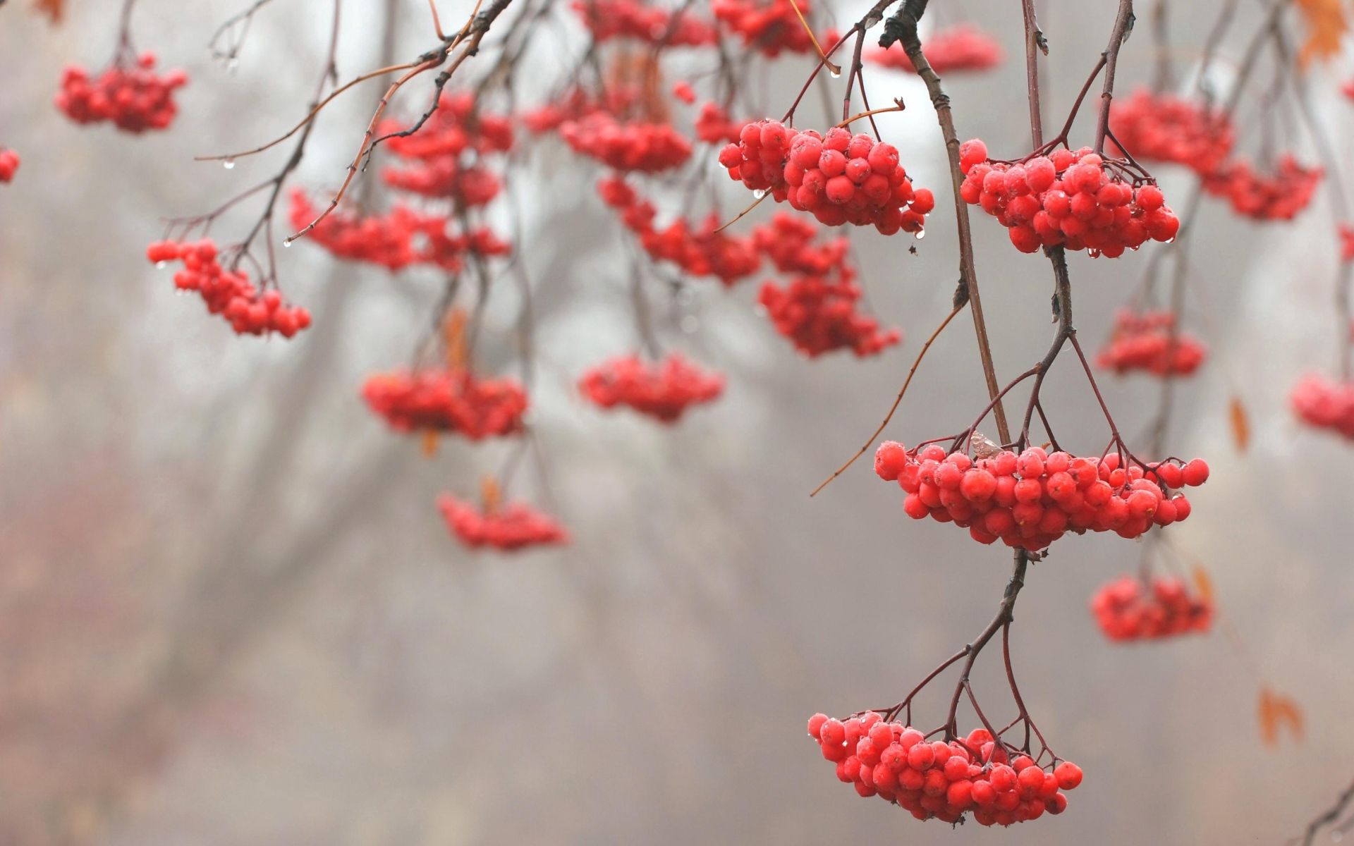 Download mobile wallpaper Branches, Wood, Rowan, Tree, Branch, Berry, Nature, Fruit, Drops for free.