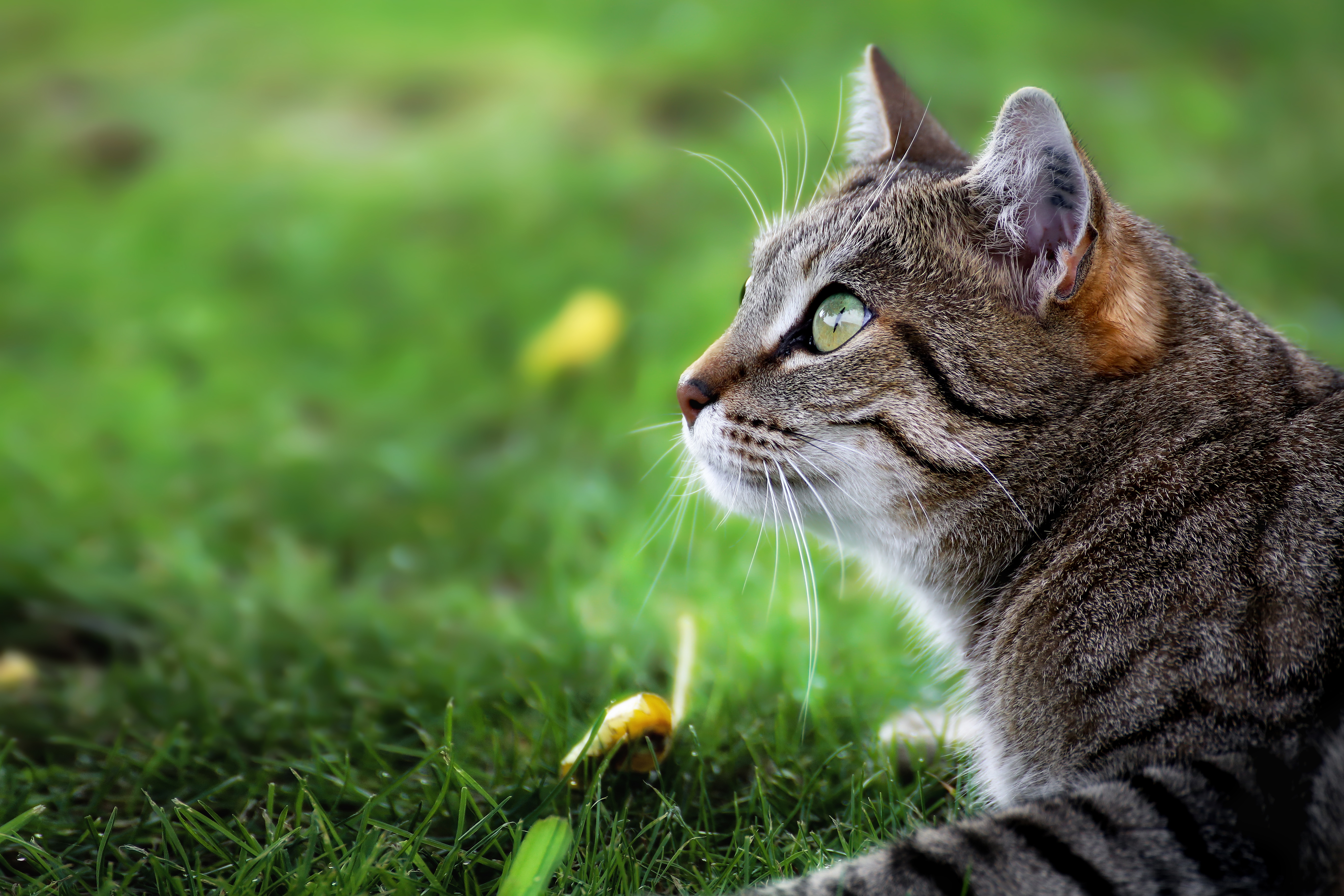 Baixe gratuitamente a imagem Animais, Gatos, Gato na área de trabalho do seu PC