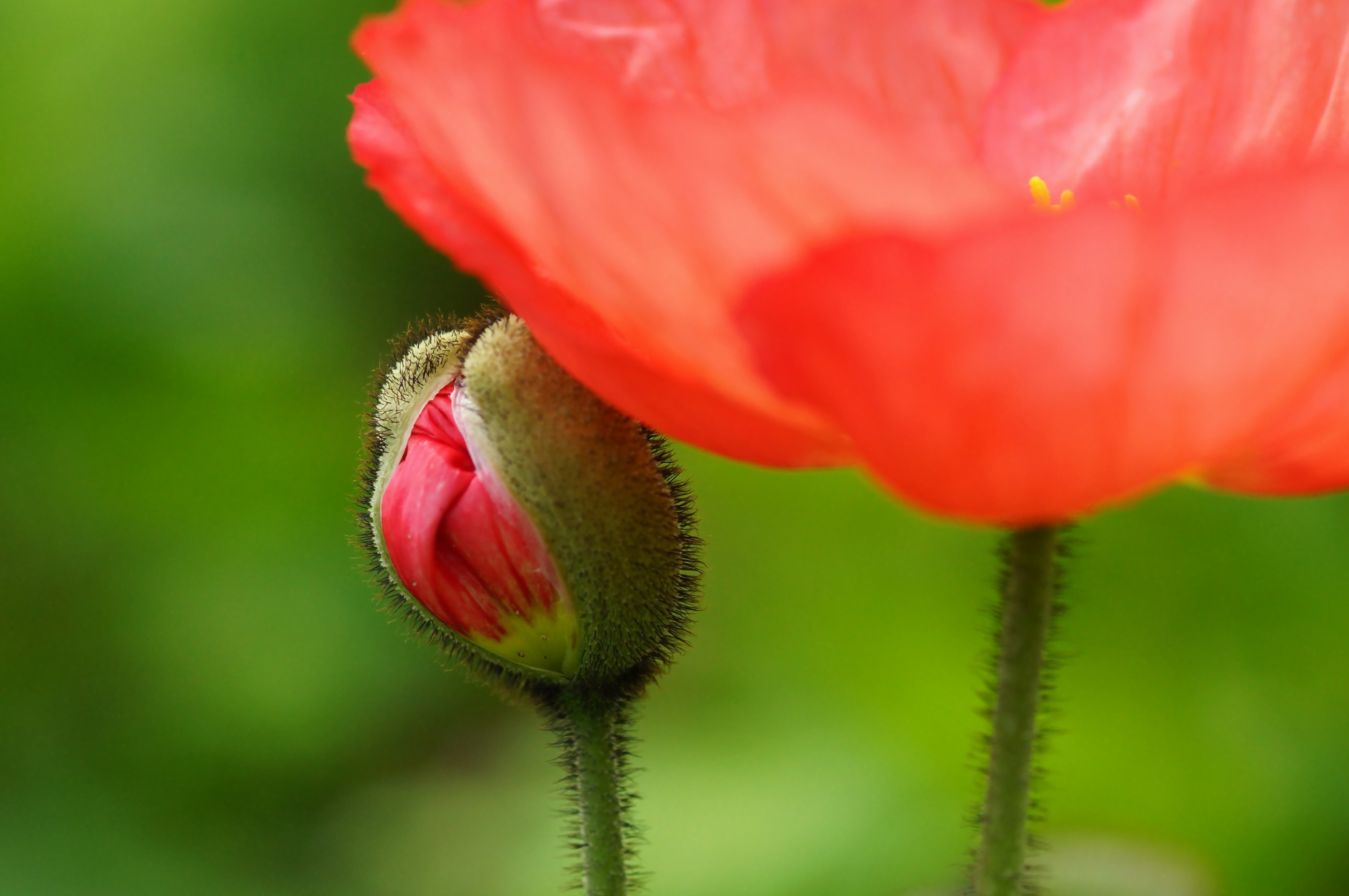 Free download wallpaper Flowers, Flower, Earth, Poppy on your PC desktop