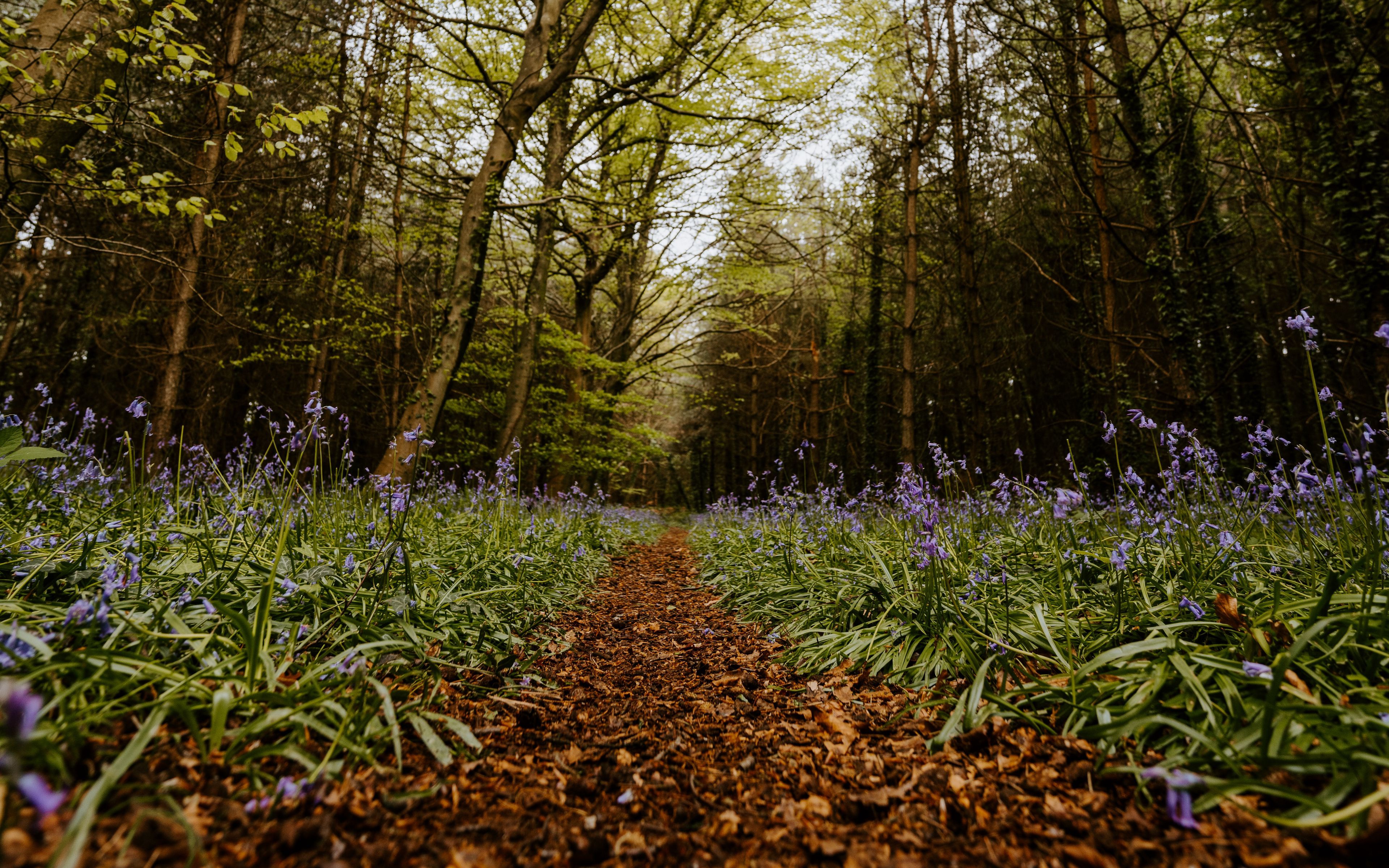 Free download wallpaper Flower, Forest, Tree, Earth, Path on your PC desktop