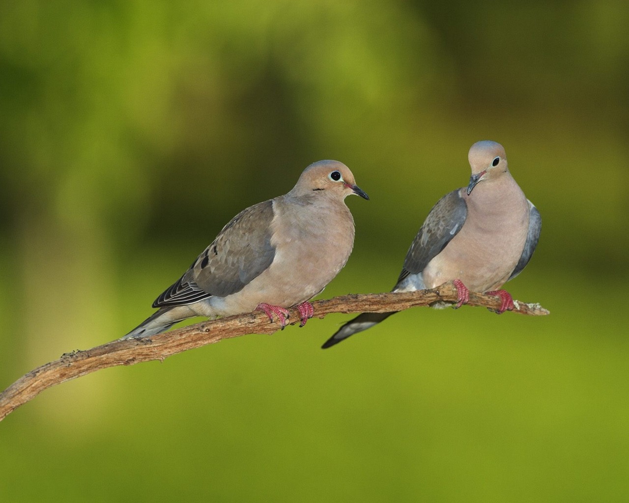 Download mobile wallpaper Animal, Dove for free.