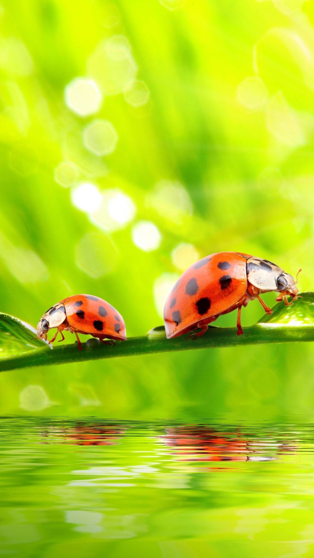 Download mobile wallpaper Water, Insect, Animal, Ladybug, Sunny, Water Drop for free.