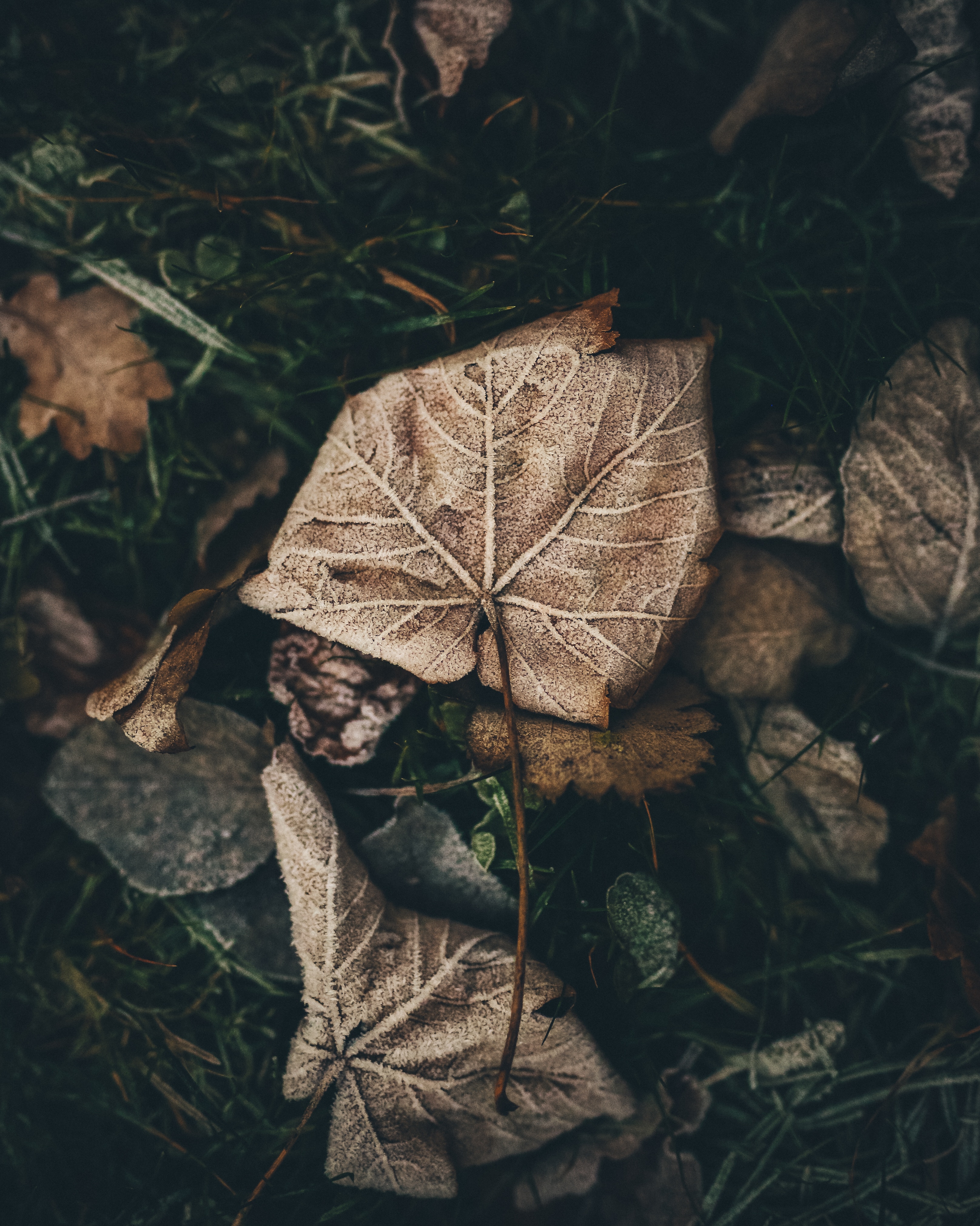 nature, sheet, leaf, frost, hoarfrost