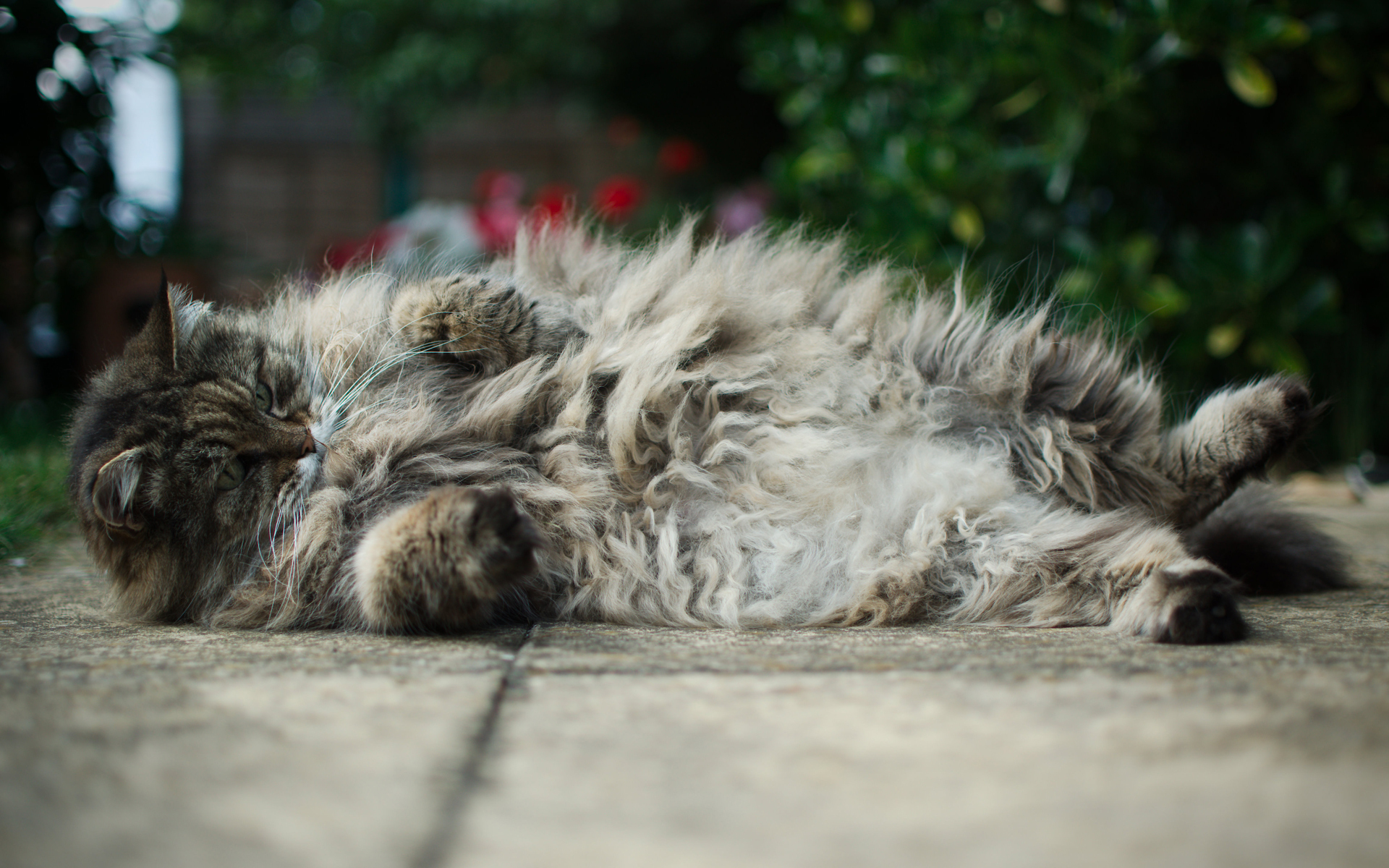 Baixar papel de parede para celular de Animais, Gatos, Gato gratuito.