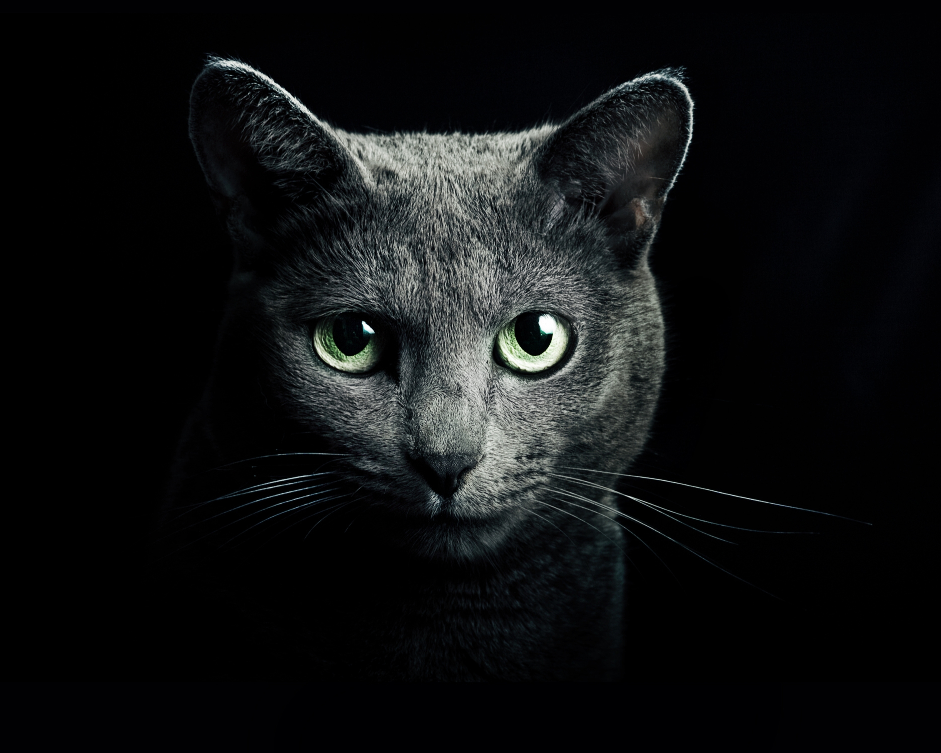PCデスクトップに動物, ネコ, 猫, 頭画像を無料でダウンロード